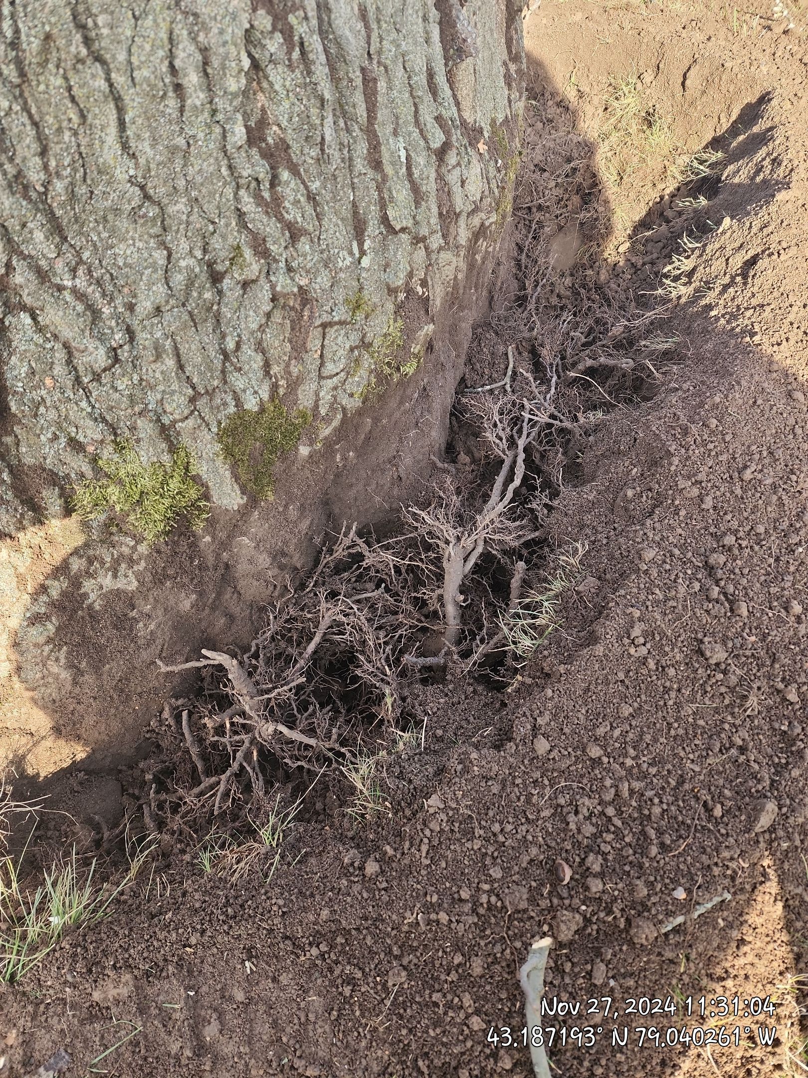 Griddling Root on Oak by Treeman Tom LLC