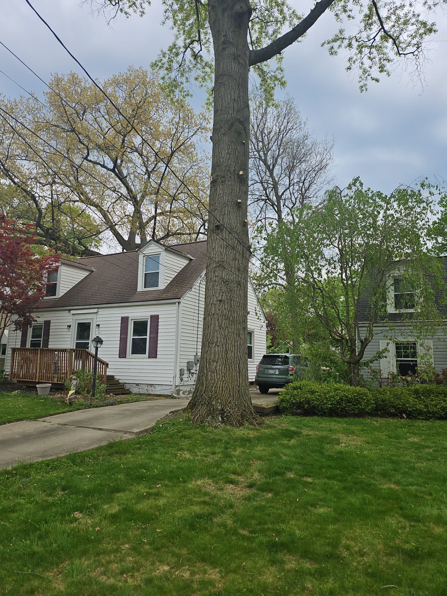 Tree Trimming using Tree Pruing by Mike Jones & Sons Tree Service LLC 