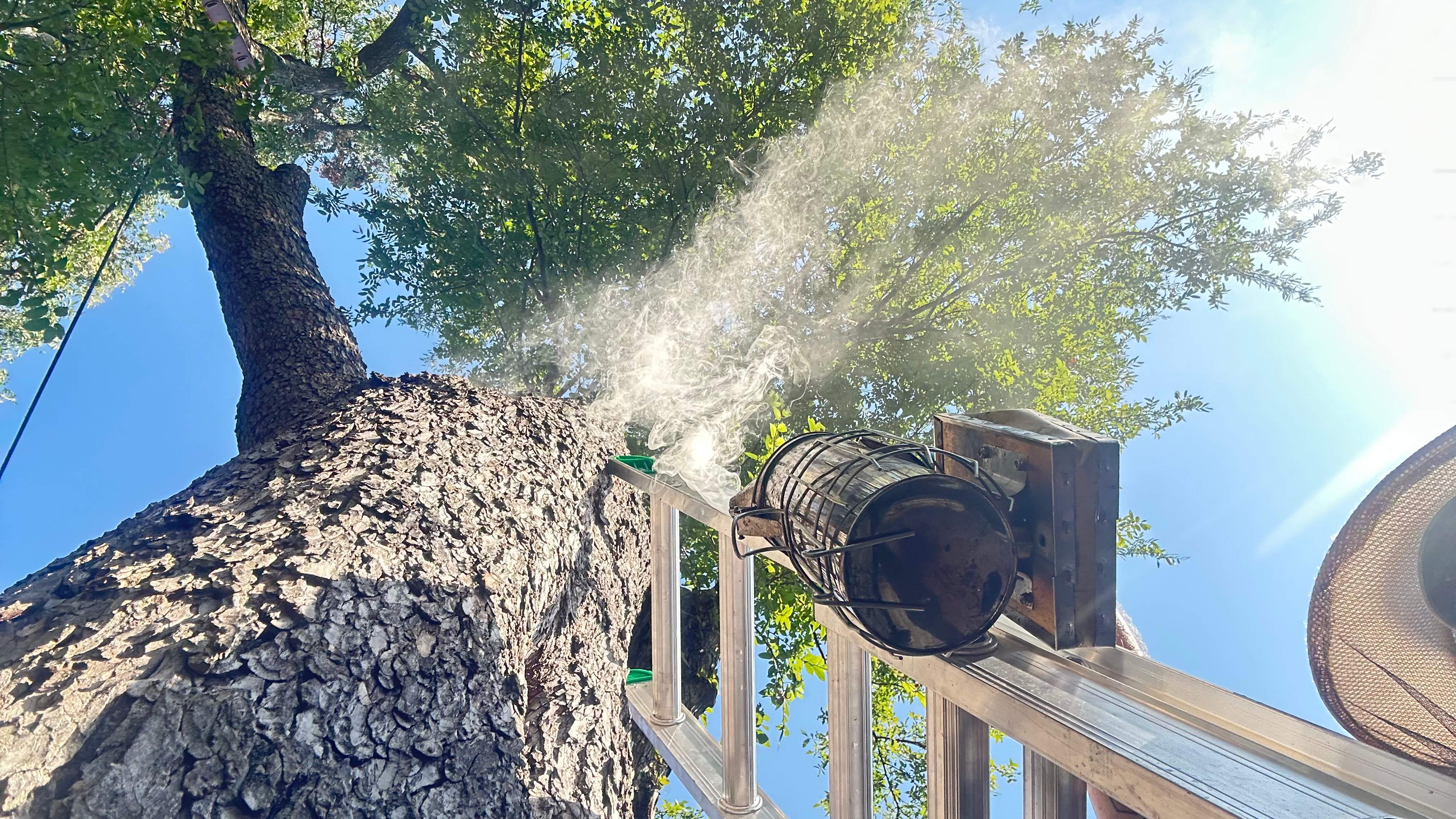 Tree Service Help  by Rockwall Honey Bee Company