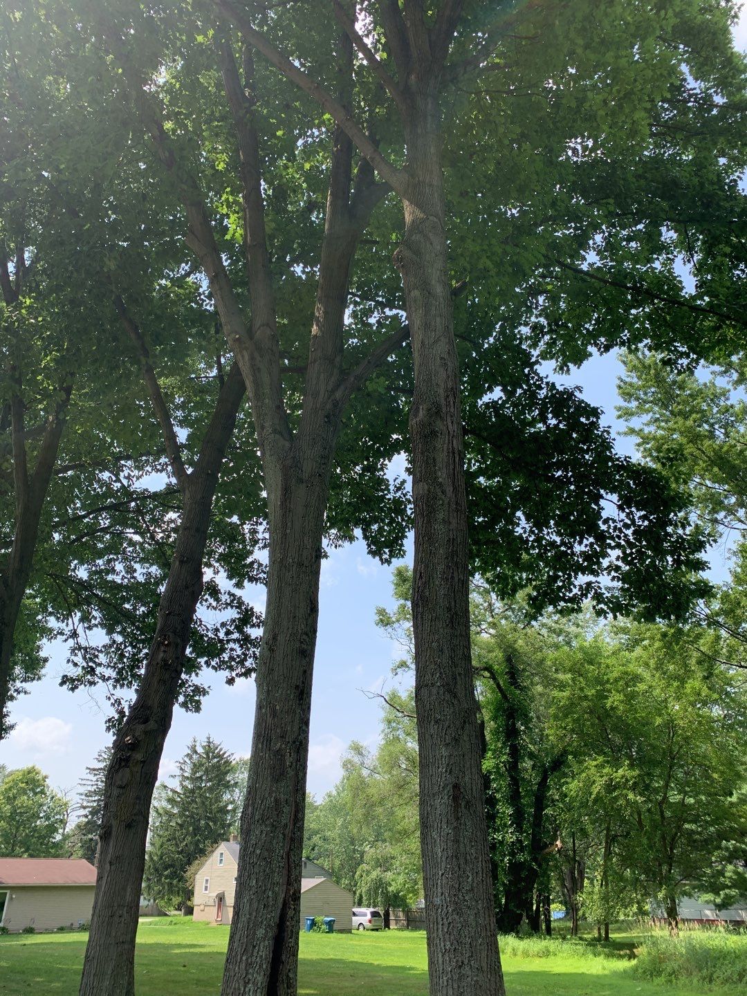 Tree Trimming by Mike Jones & Sons Tree Service LLC 