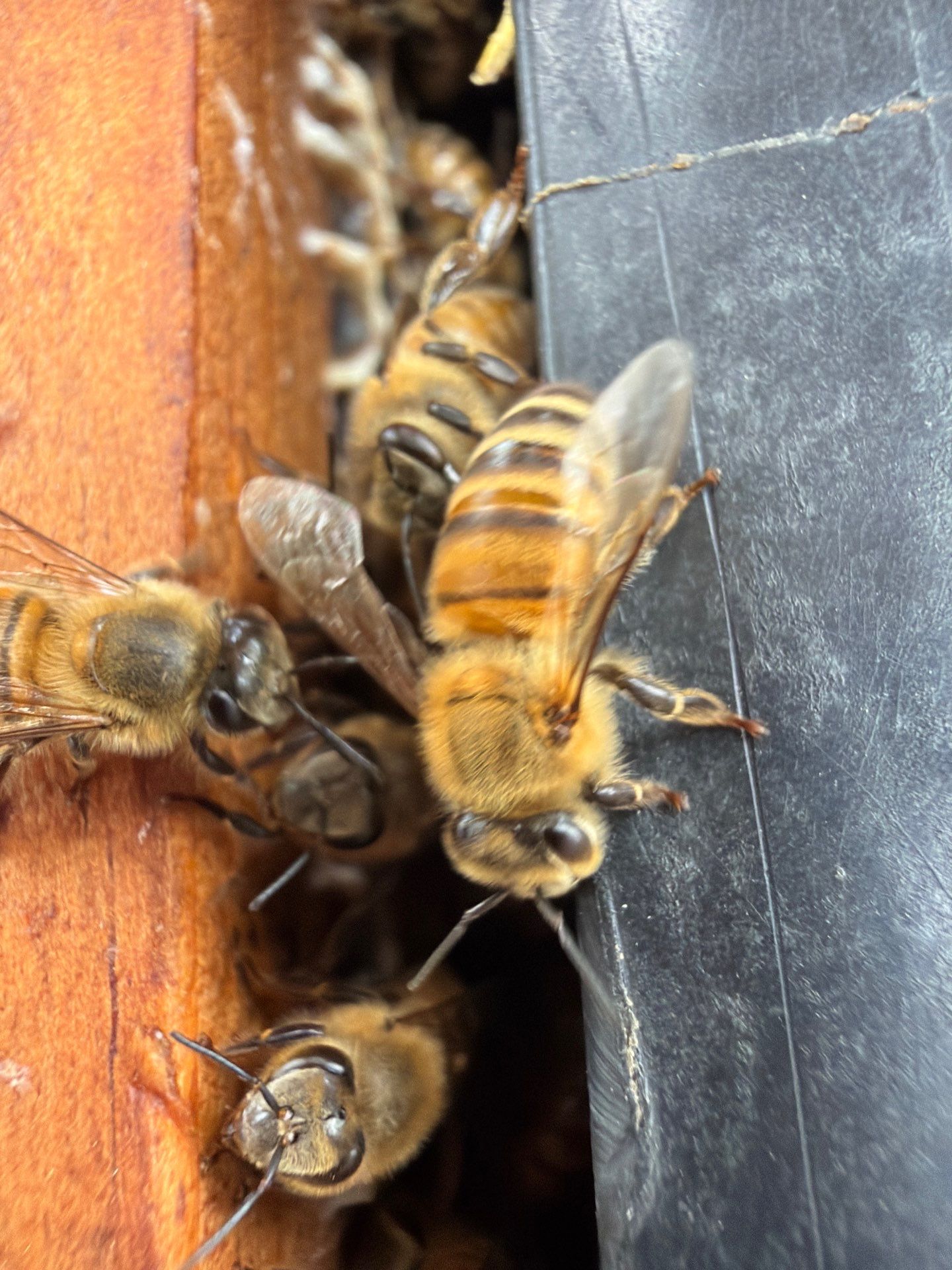 Addison by Rockwall Honey Bee Company