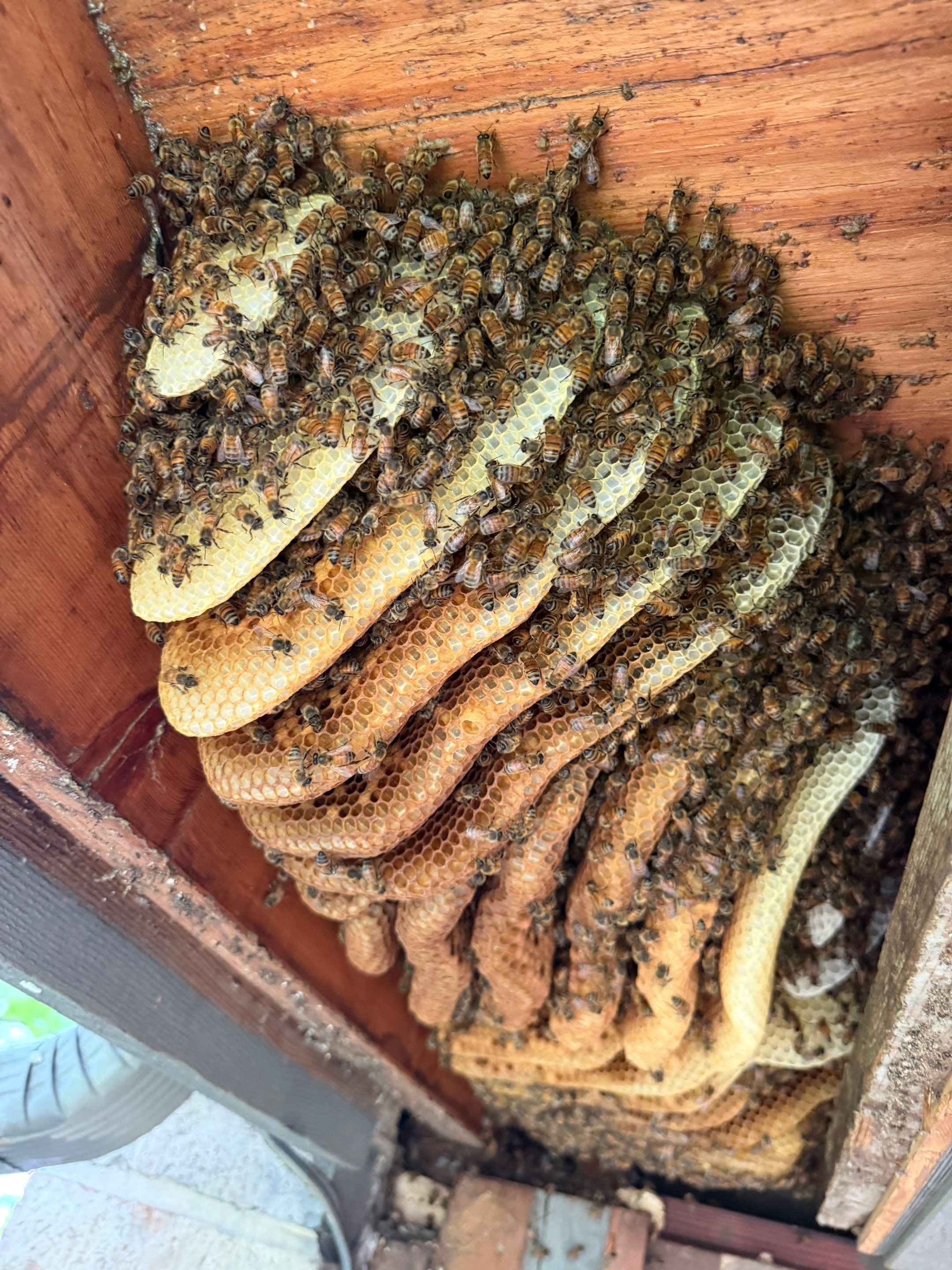 Love this house! by Rockwall Honey Bee Company