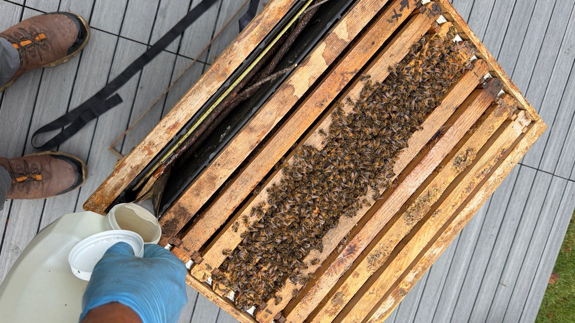 Platform Precious Population by Rockwall Honey Bee Company