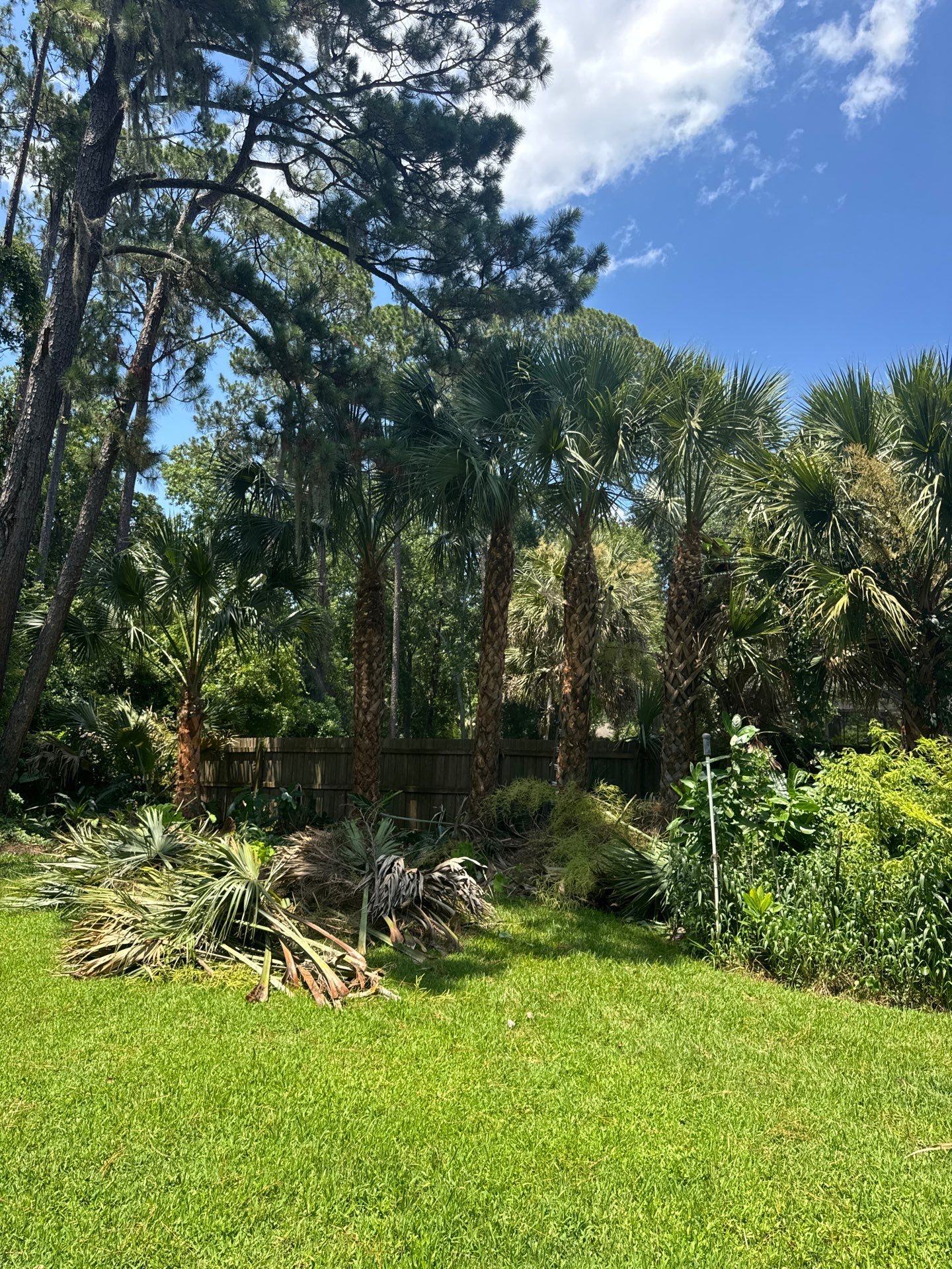 Deerwood Resident | Palm Tree Trimming & Booting by ProGreen Services