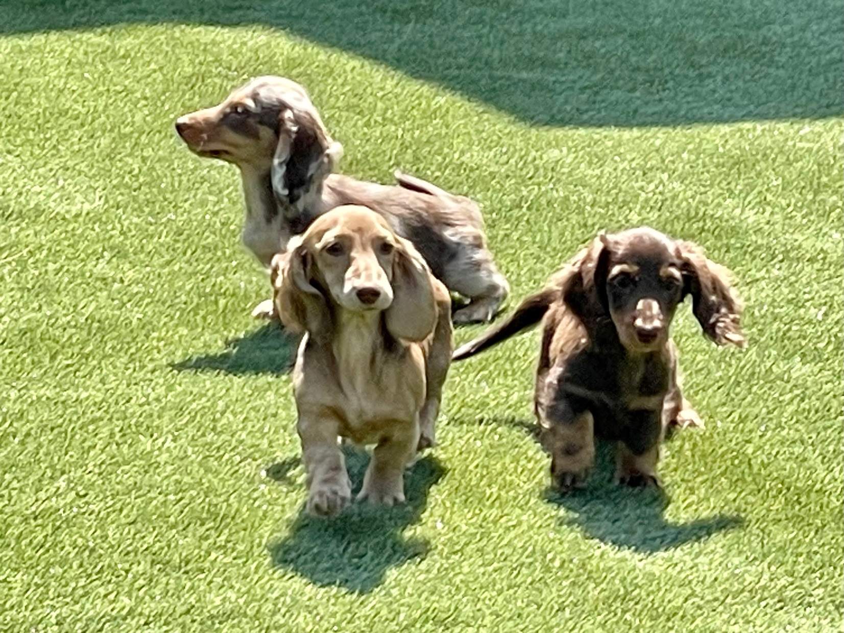 Fairhaven Dachshunds in North Manchster by ForeverLawn NEIN/INDY
