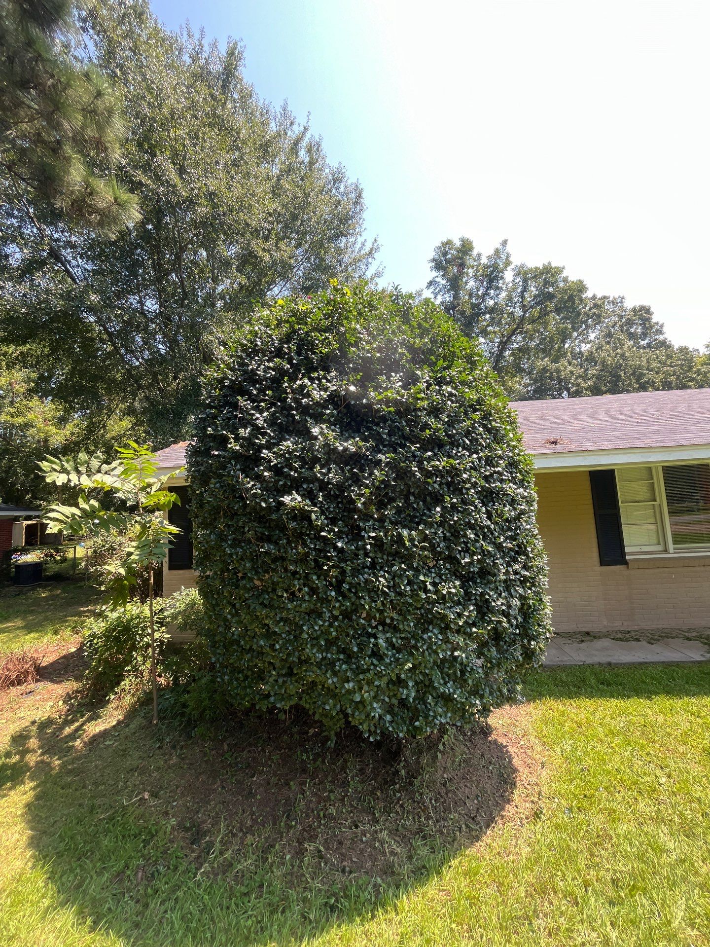 Yard Makeover by College Bros Outdoor services