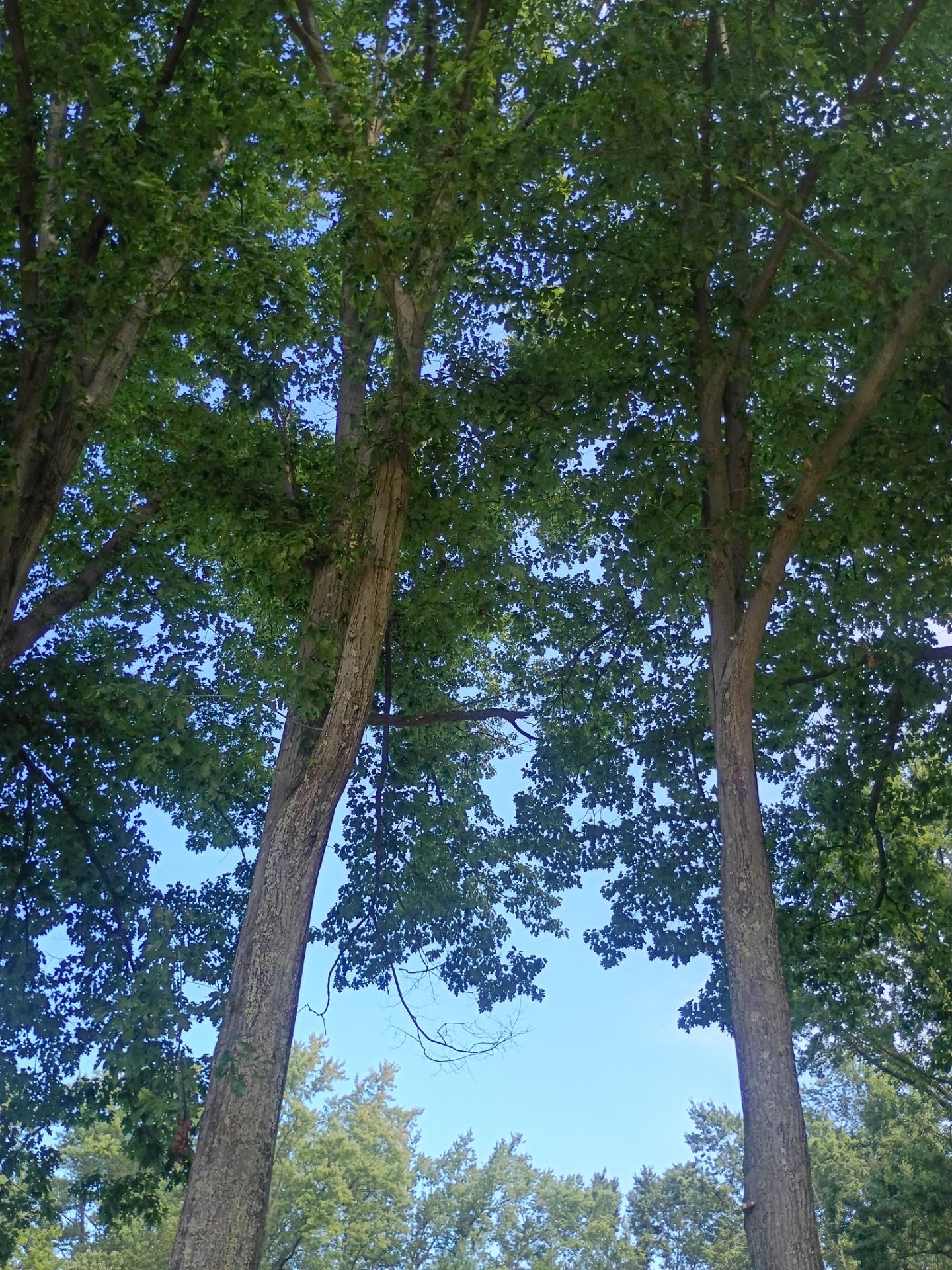 Tree Trimming & Tree Removal in Akron Ohio by Mike Jones & Sons Tree Service LLC 