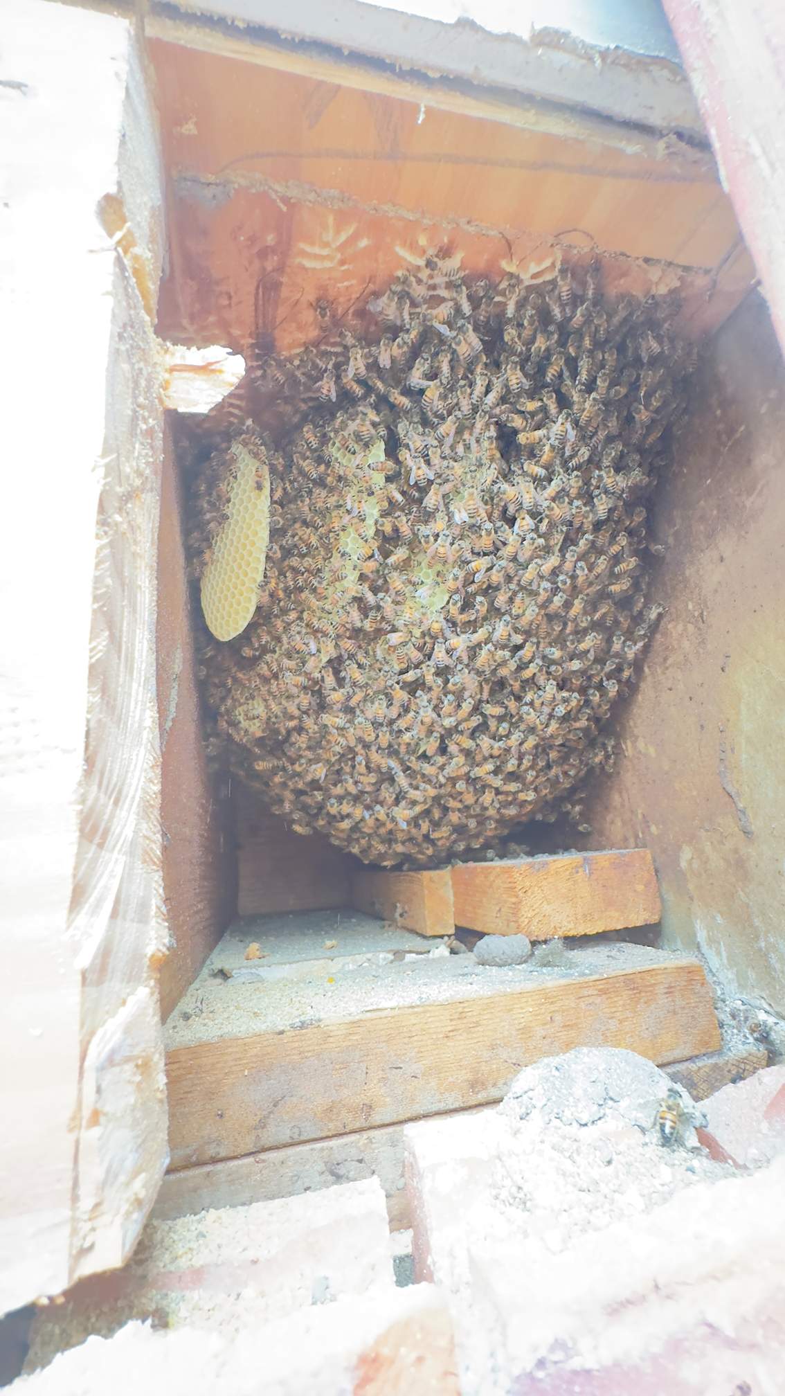 Apartment by Rockwall Honey Bee Company