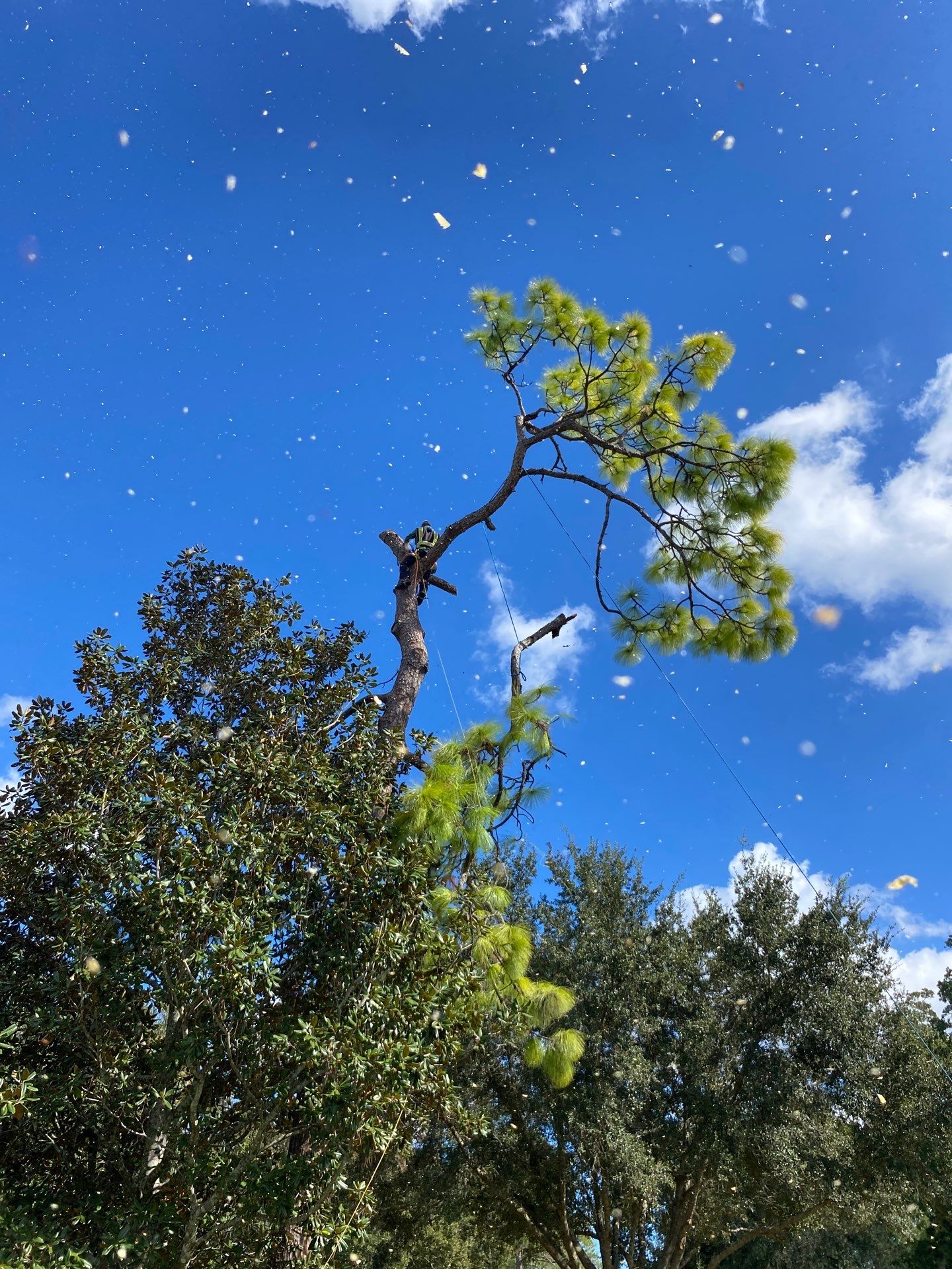 Deerwood Resident | Tree Removal by ProGreen Services