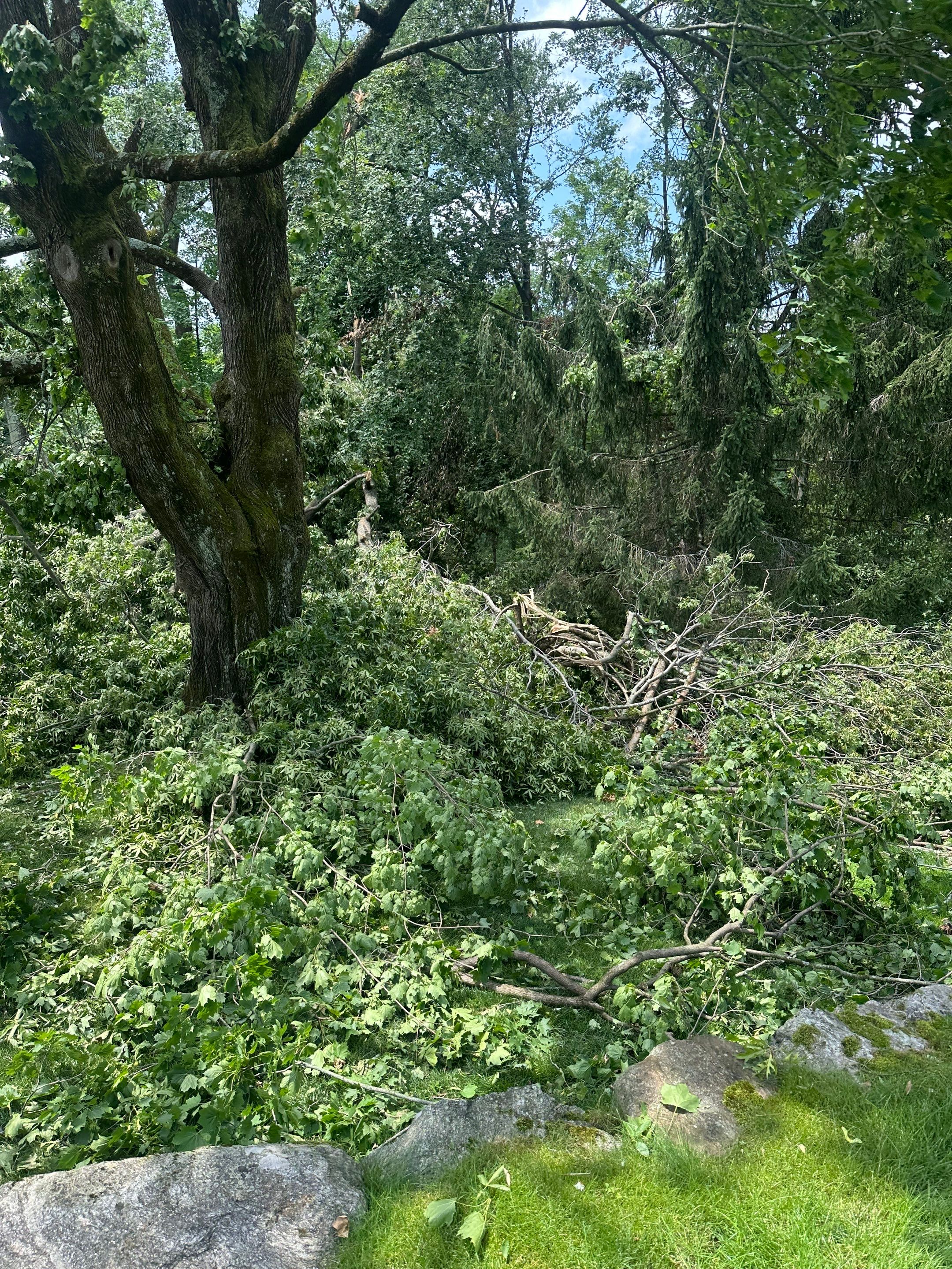 Emergency Tornado Damage Cleanup and Hazardous Tree Removal in Harrison by Fox Hill Luxury Real Estate Services
