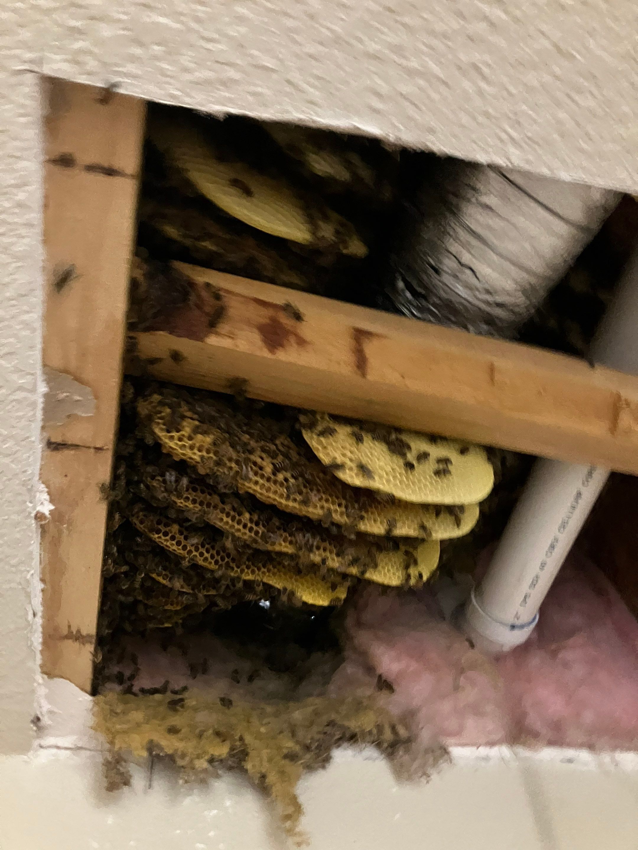 Prosperous Bees by Rockwall Honey Bee Company