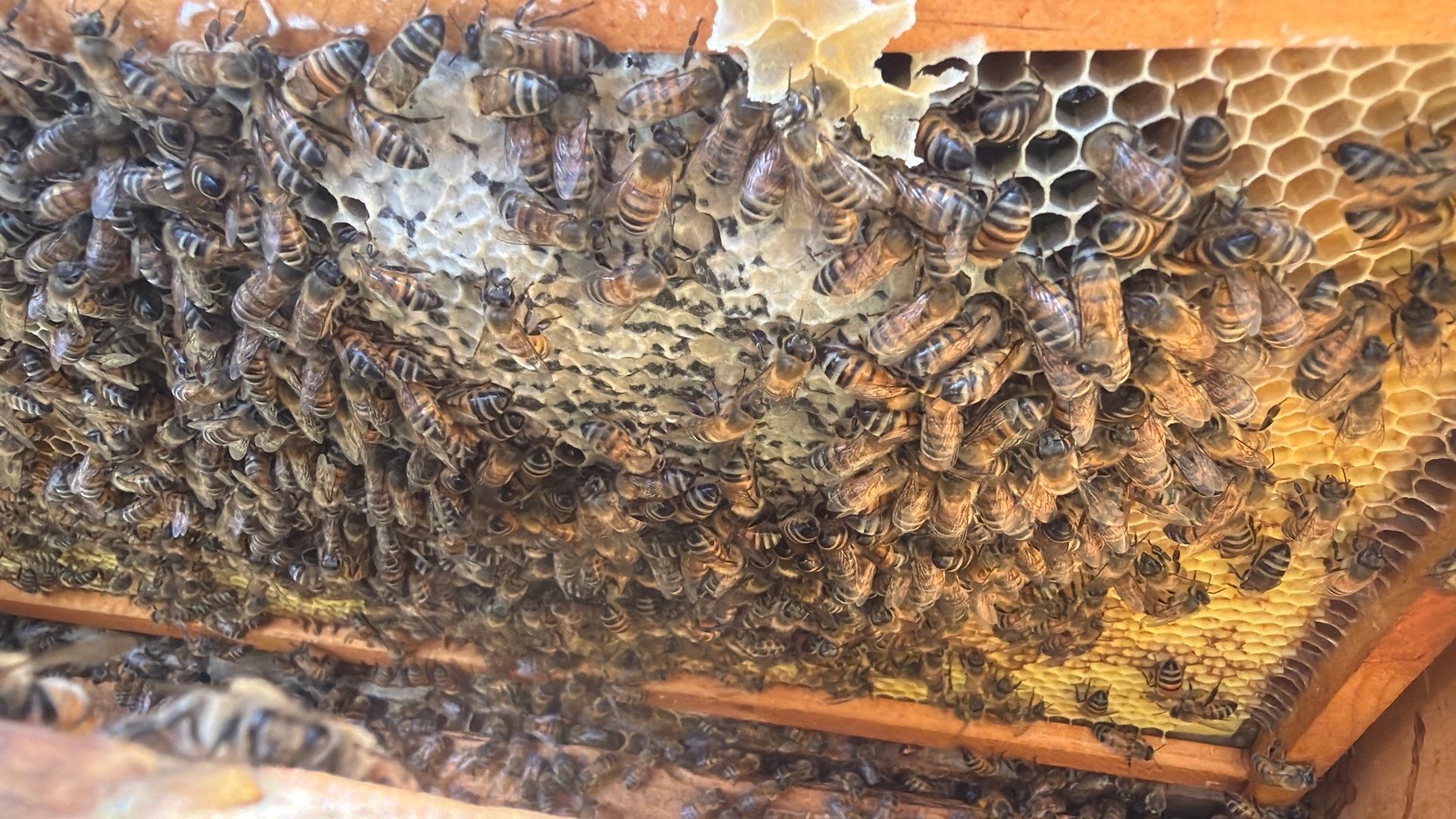 Addison by Rockwall Honey Bee Company