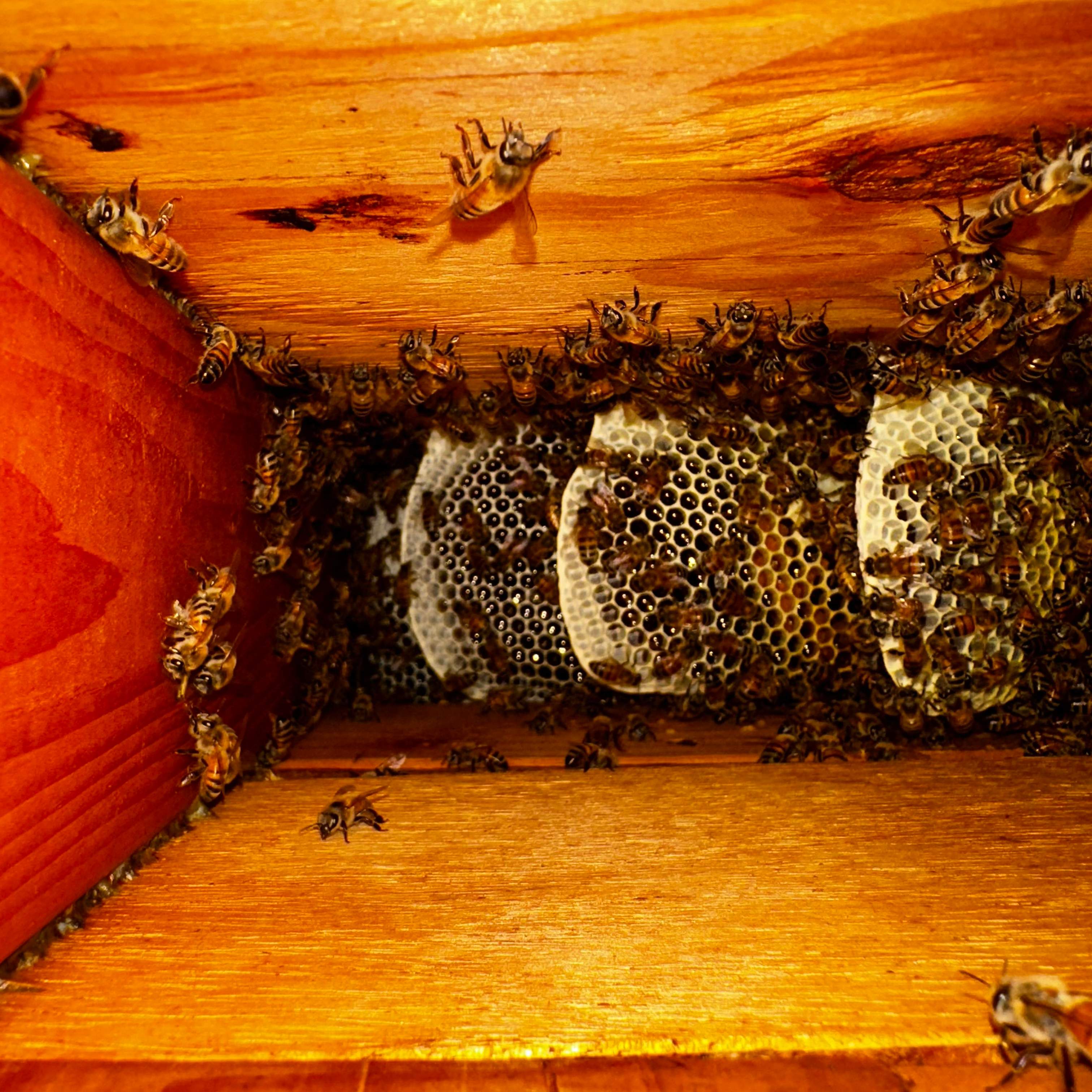 Copper Roof by Rockwall Honey Bee Company