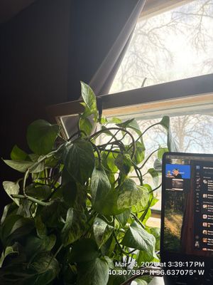 Plant in Lincoln