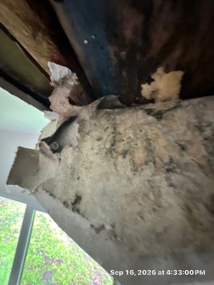 Emergency Water Extraction — Naples, FL
