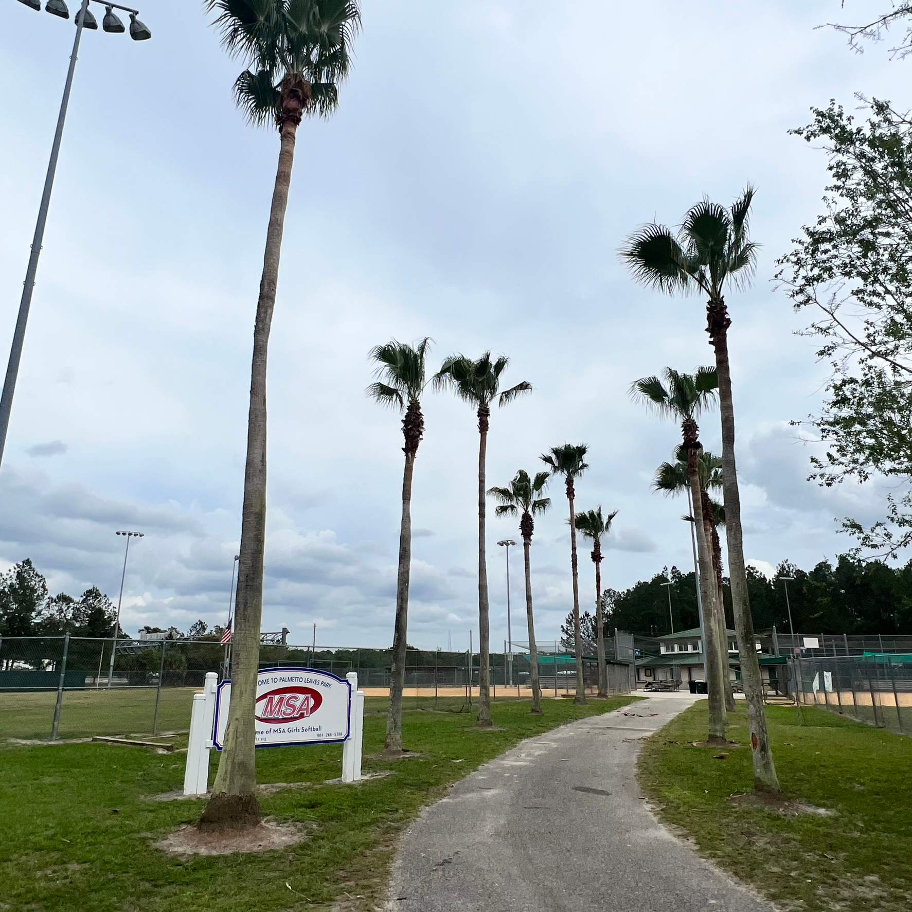Palm Trimming | Palmetto Leaves Softball Park by ProGreen Services