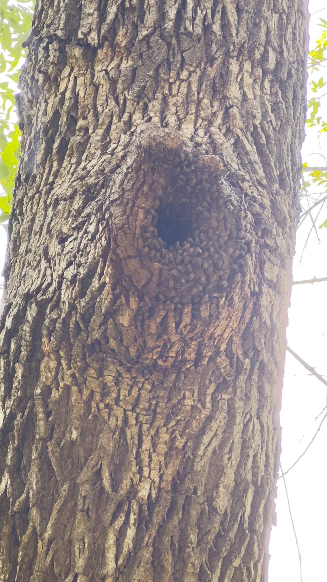 Two Trees One Yard by Rockwall Honey Bee Company