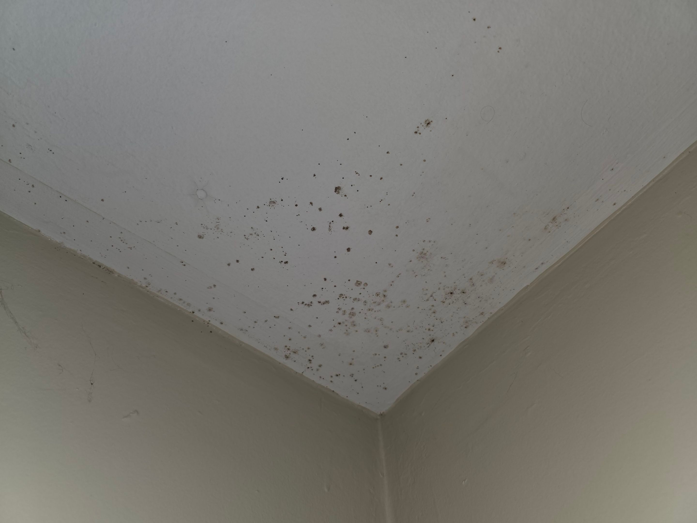 Bathroom Mold by Chicagoland Water Medics