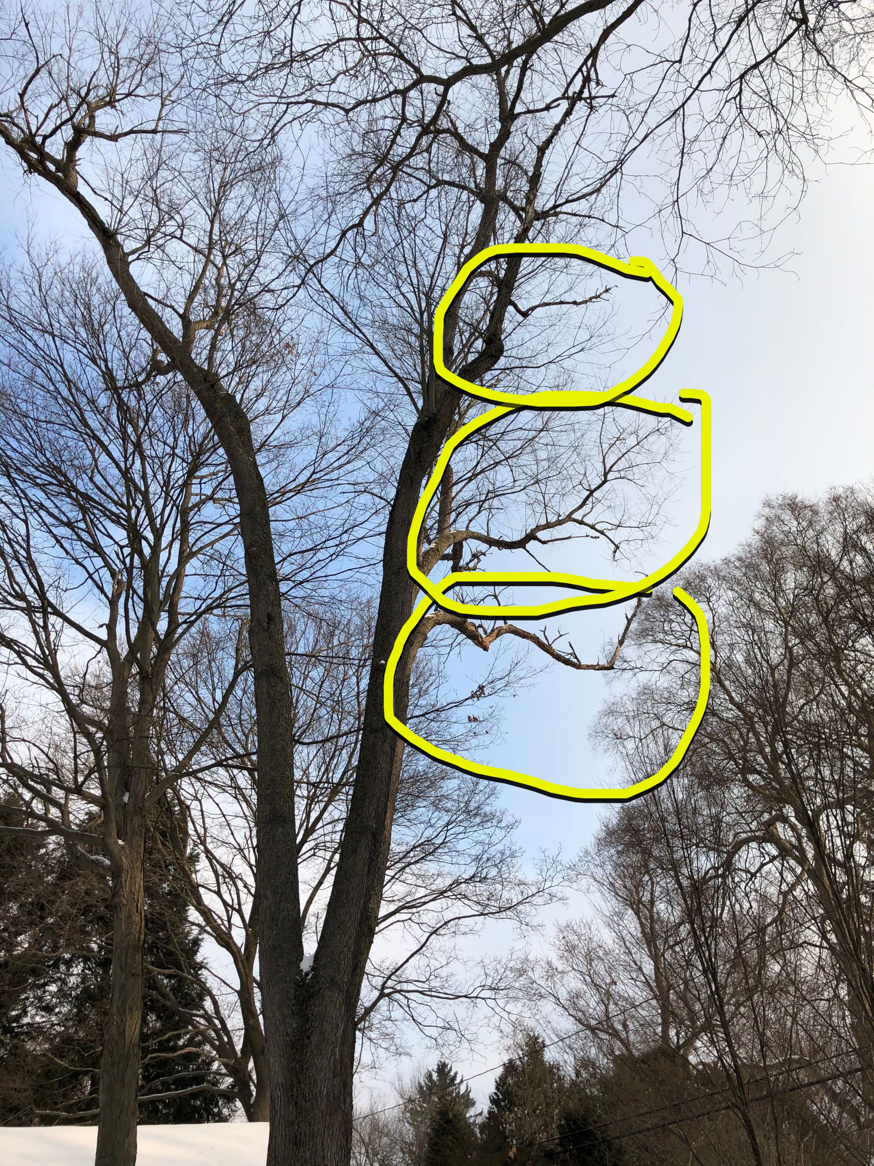 Firewood Delivery  using Seasoned Firewood by Mike Jones & Sons Tree Service LLC 