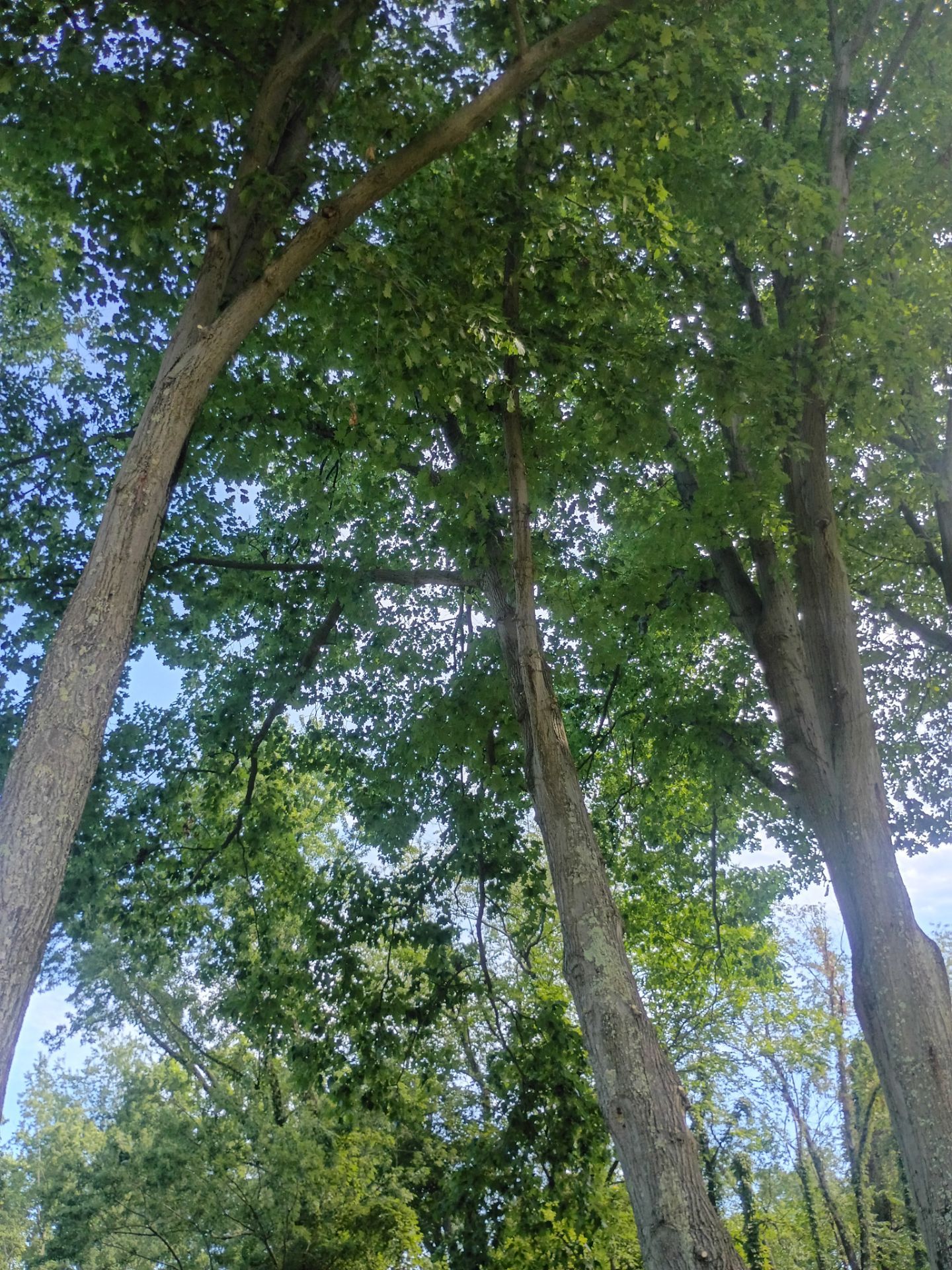 Tree Trimming & Tree Removal in Akron Ohio by Mike Jones & Sons Tree Service LLC 