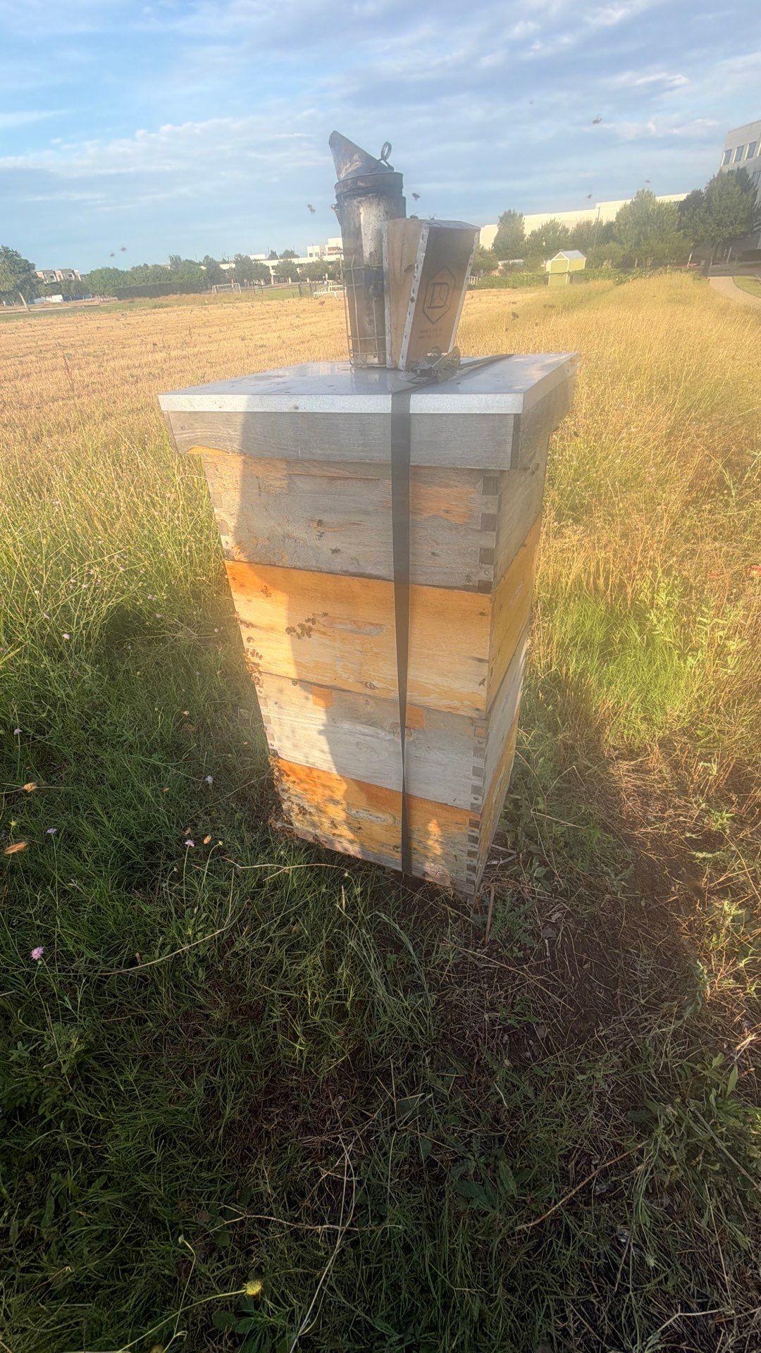 Bees at the Bank! by Rockwall Honey Bee Company