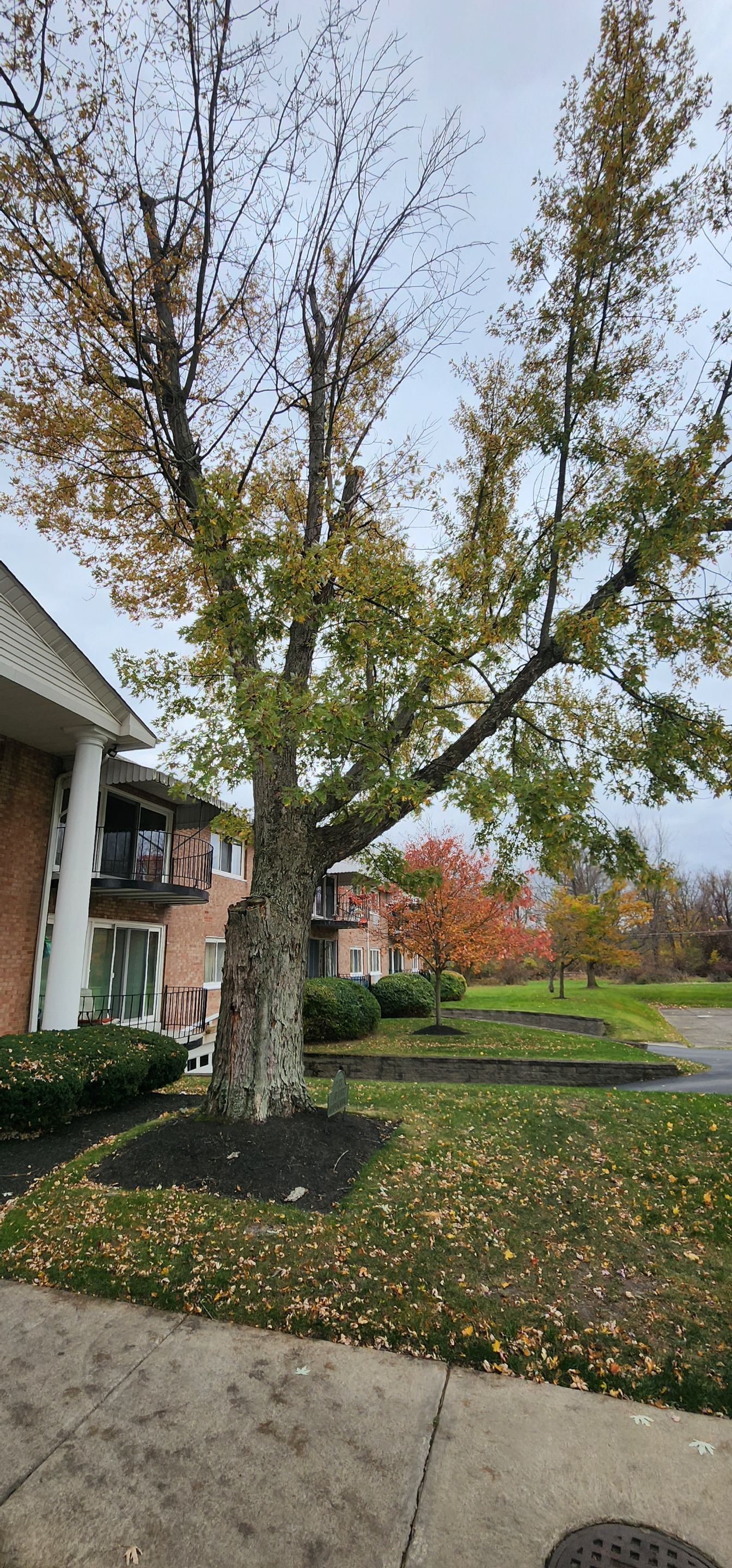 Emergency Job: Removal of Branch by Treeman Tom LLC