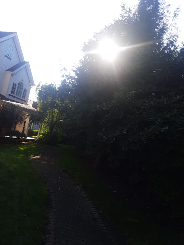 Tree Trimming using Tree Pruing by Mike Jones & Sons Tree Service LLC 