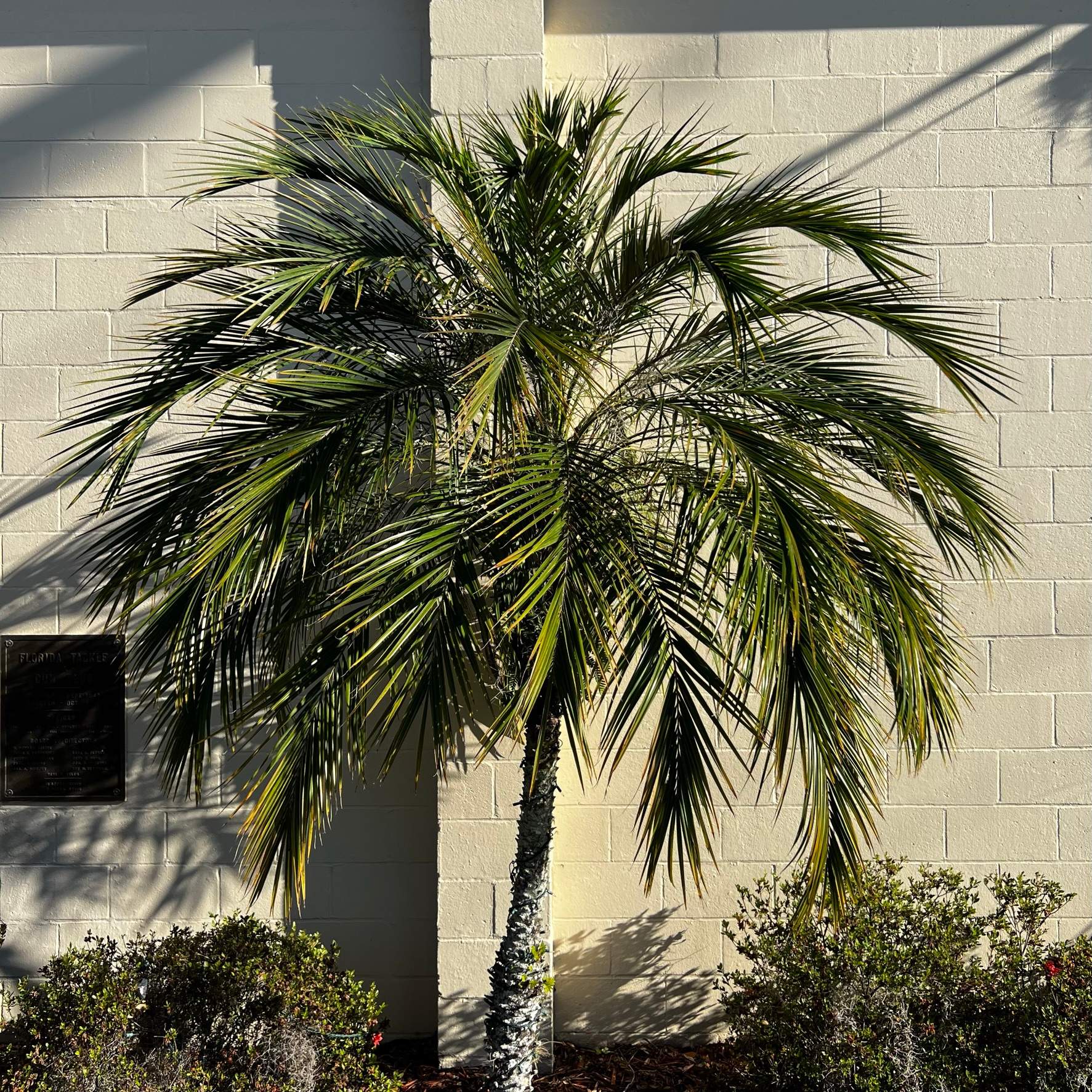 Tree Work | Florida Gun & Tackle by ProGreen Services