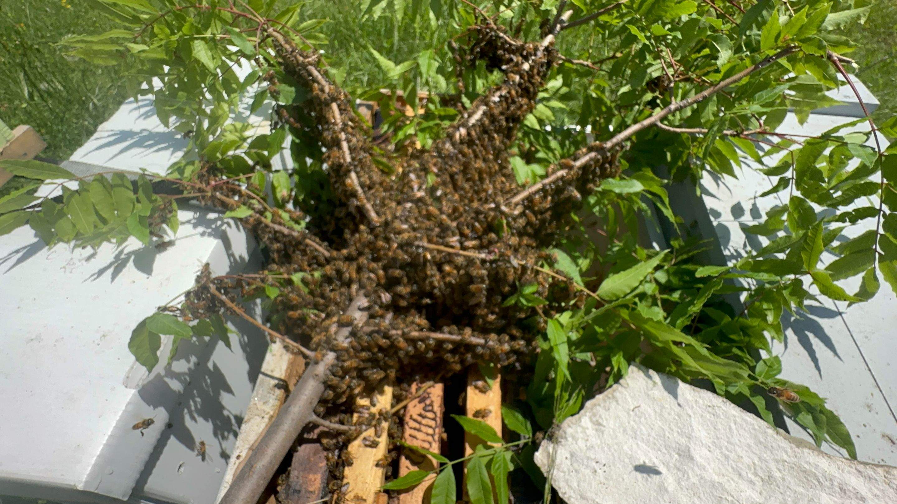 Swarm on a Branch by Rockwall Honey Bee Company
