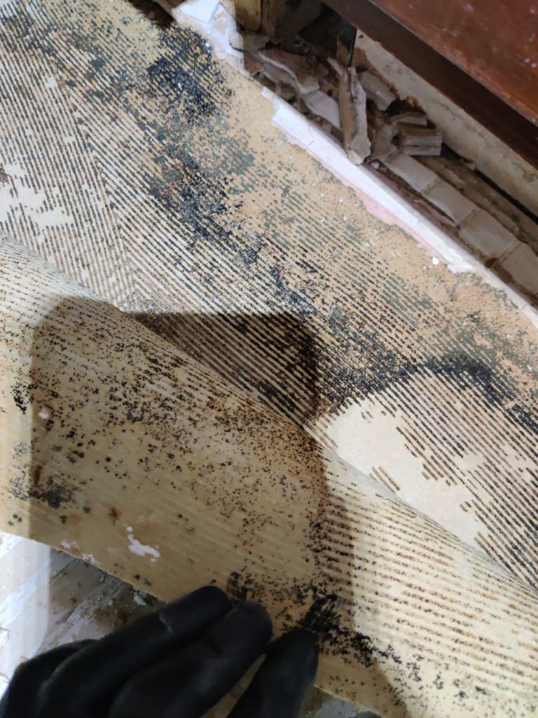 Mold Remediation in Kitchen by Accountable Home Services