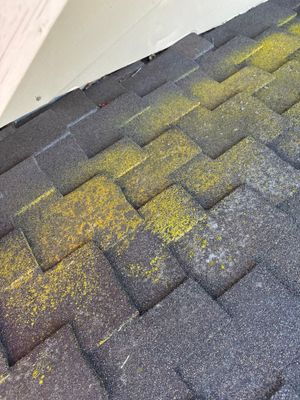 Moss Removal