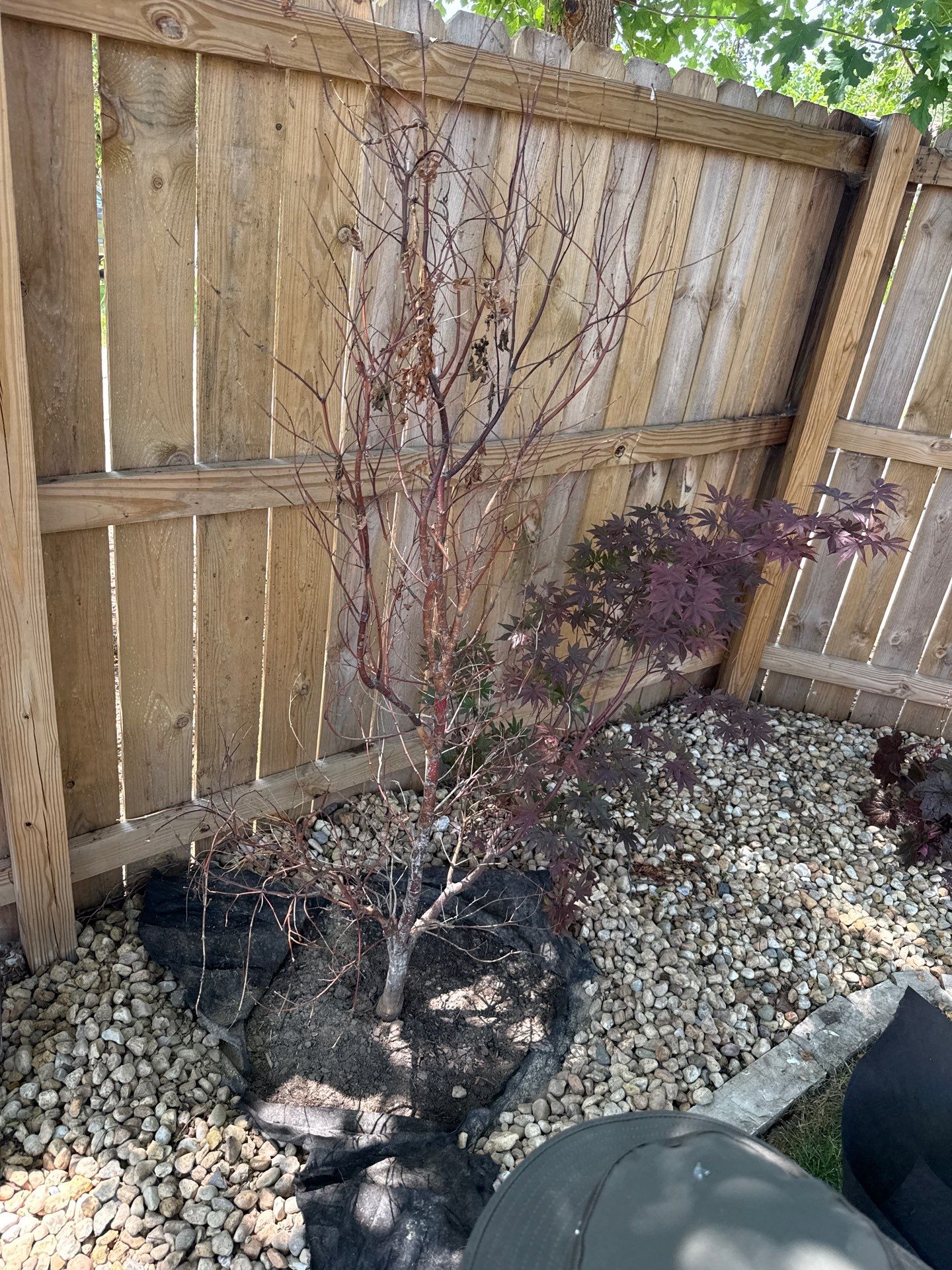 Jamie E. - Arlington Heights, IL by A&N