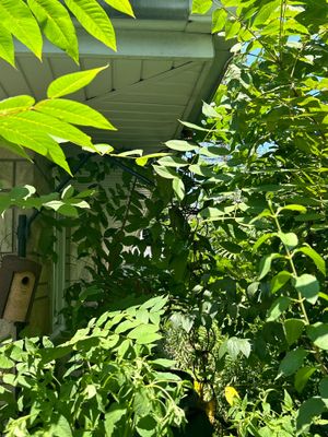 Turtle Shell gutter protection installation in Joliet, IL 60435, photograph 14