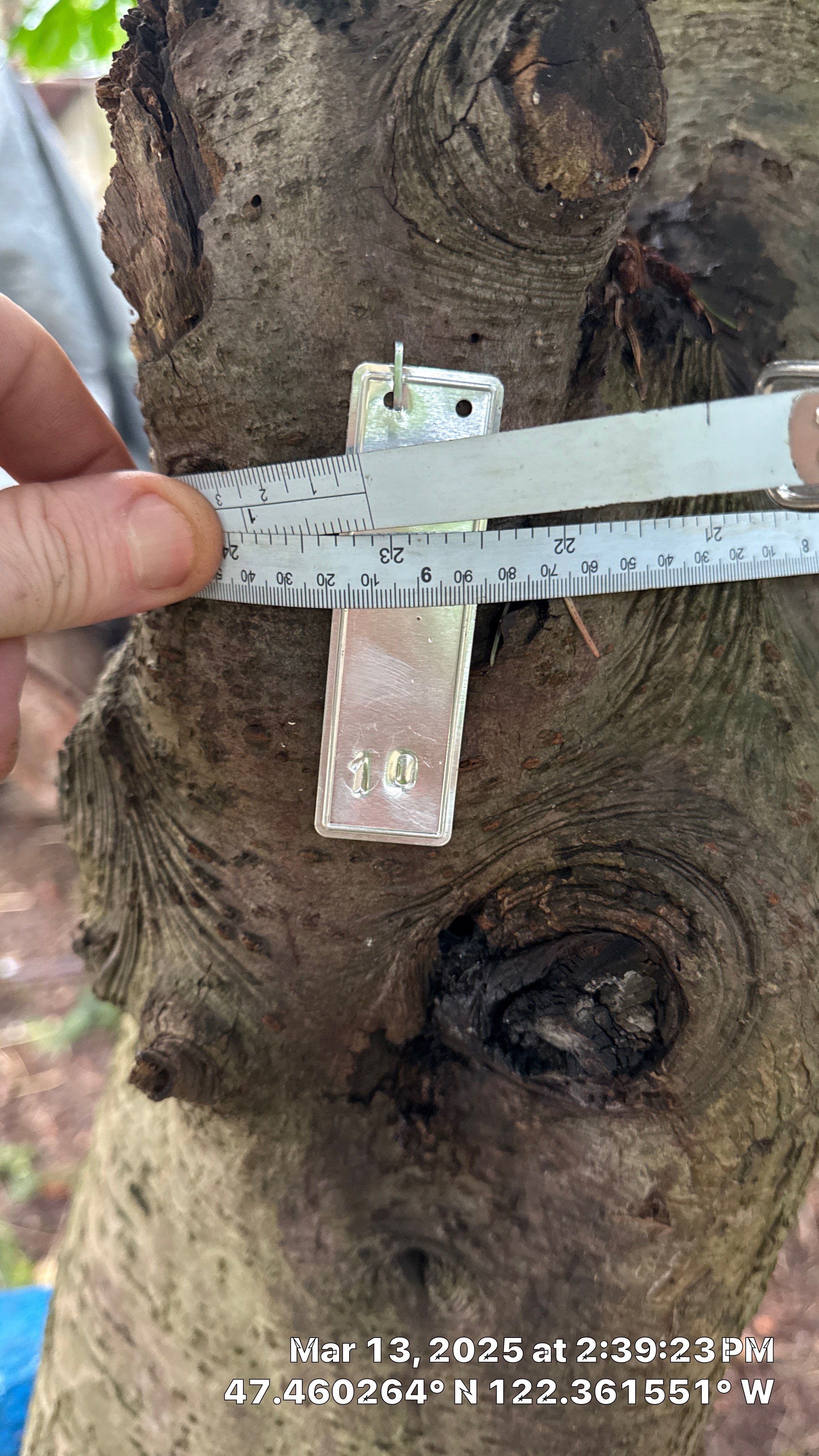 π Arborist Reporting & Tree Surveying β Code Compliance Project by Sound Tree Care LLC