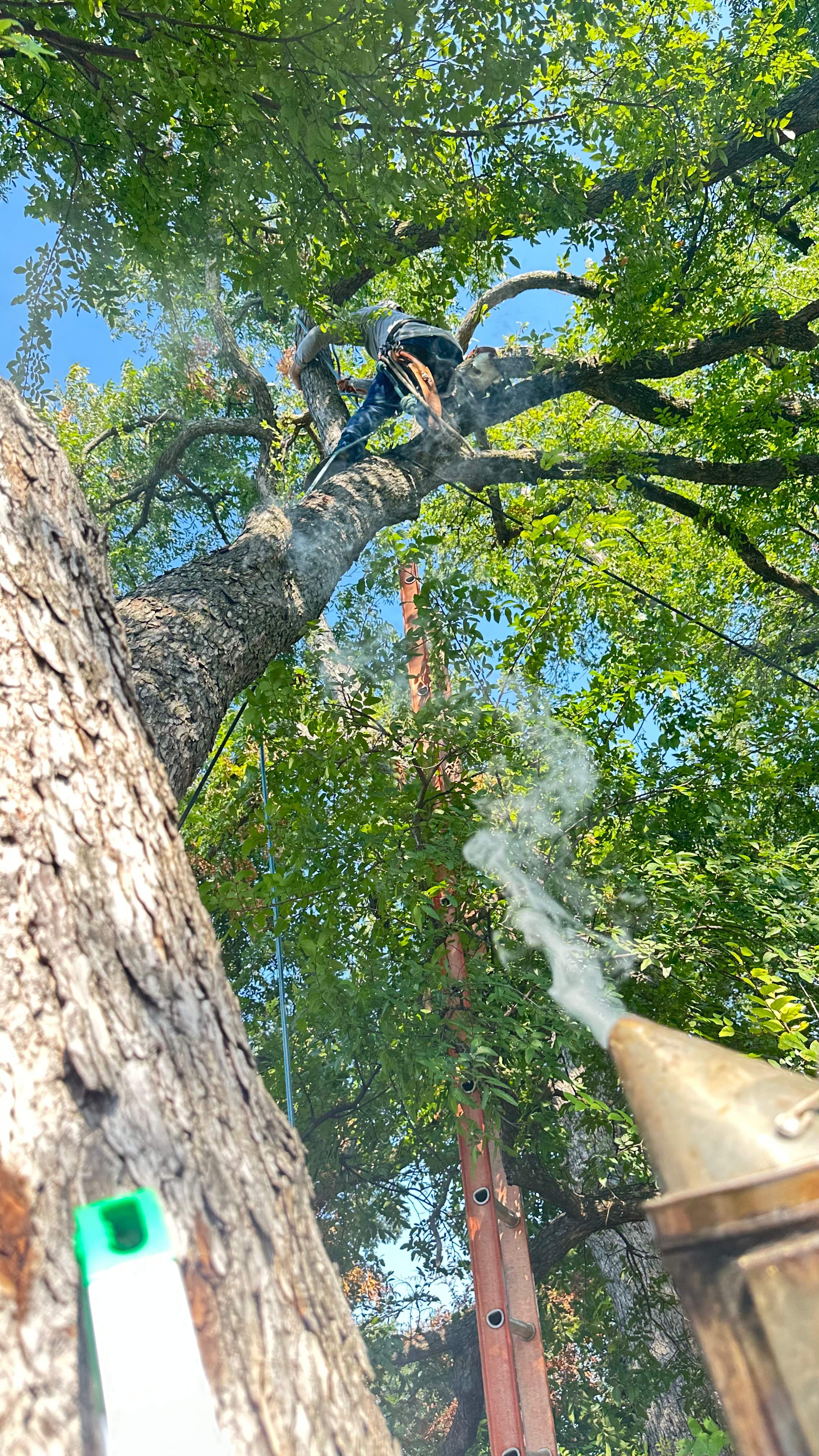 Tree Service Help  by Rockwall Honey Bee Company