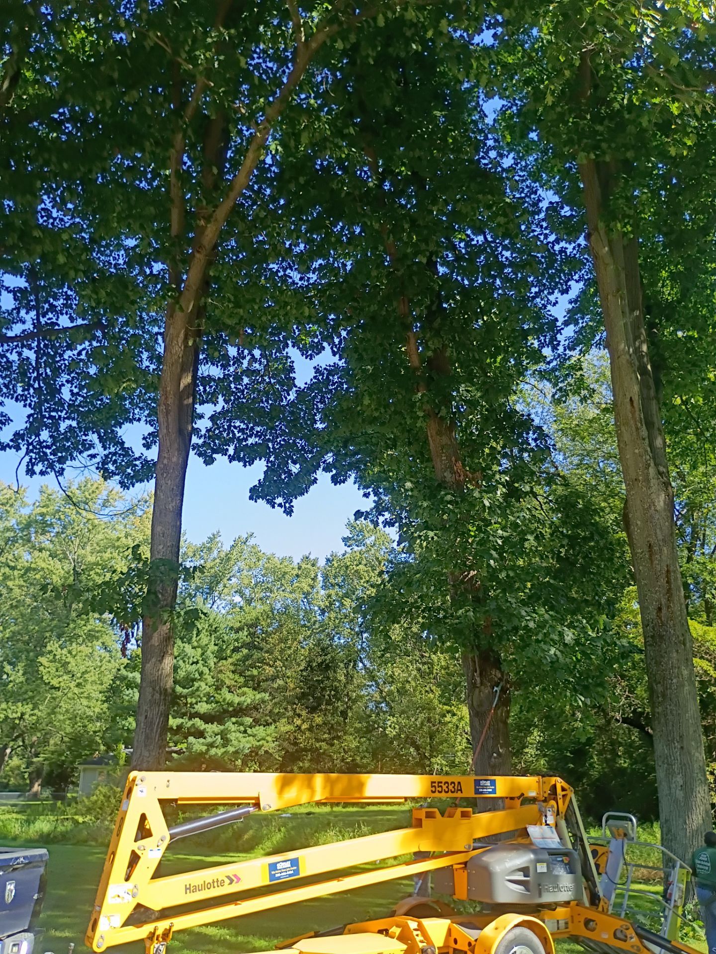 Tree Trimming & Tree Removal in Akron Ohio by Mike Jones & Sons Tree Service LLC 
