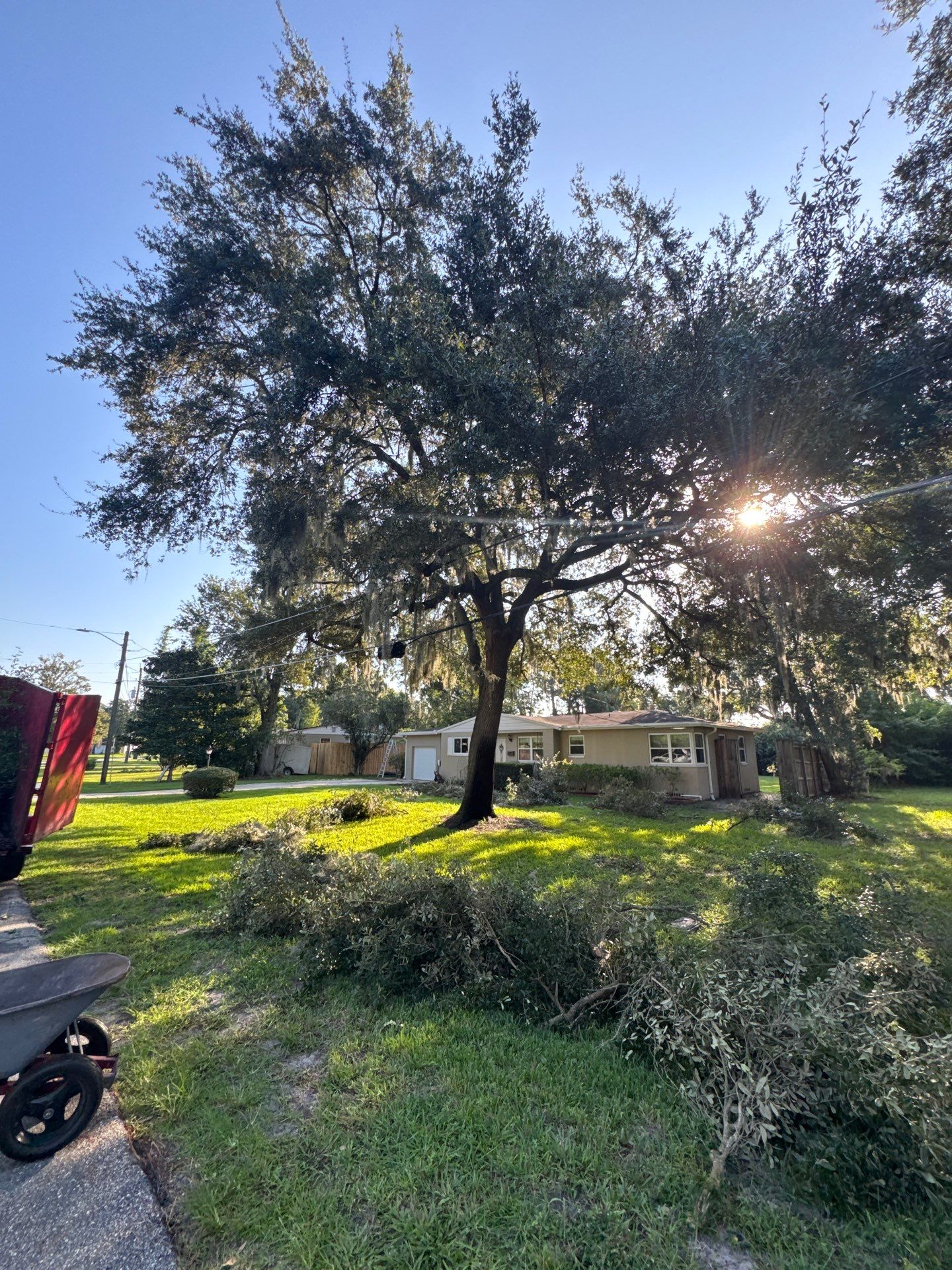 Residential | Tree Trimming  by ProGreen Services