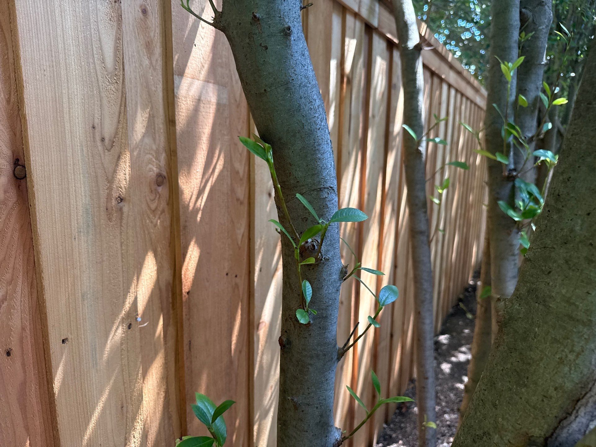 Cedar Privacy Fence Stain in Round Rock by Rhino Home Care