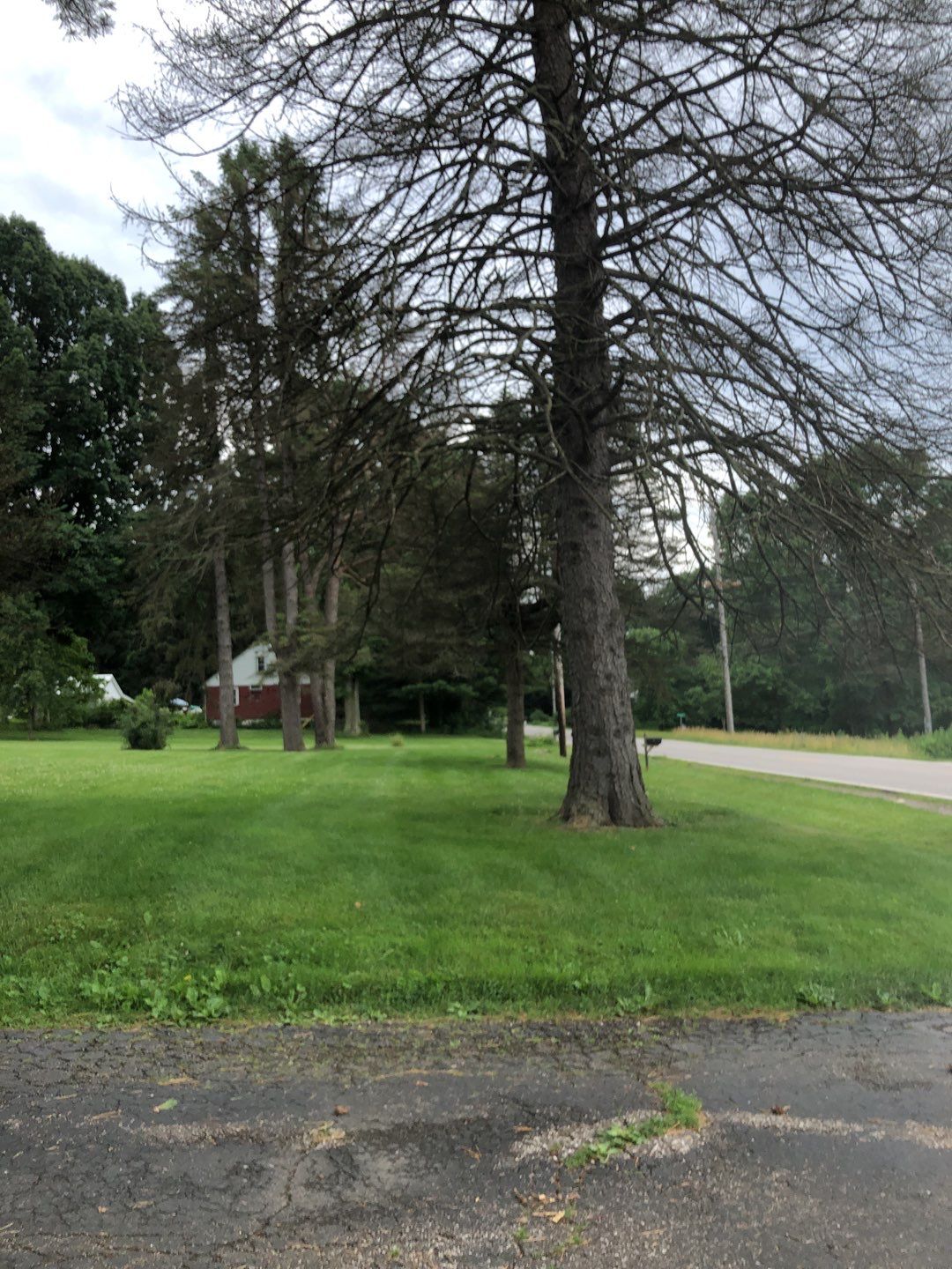 Tree Trimming by Mike Jones & Sons Tree Service LLC 