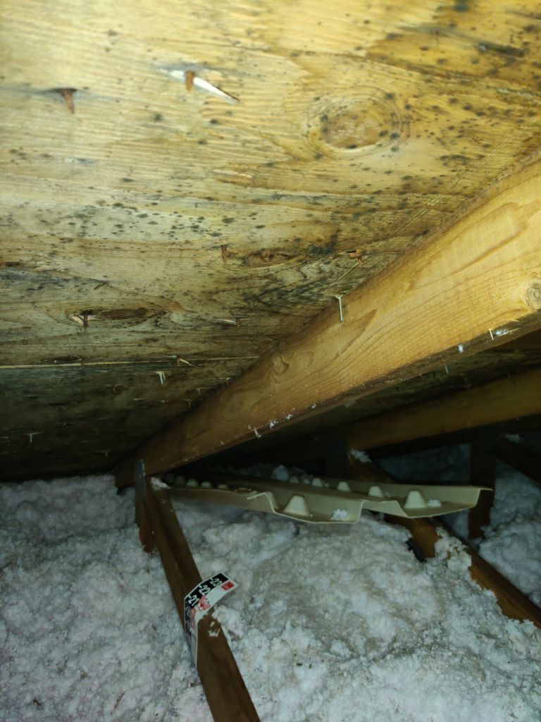 Mold Remediation in Attic by Accountable Home Services