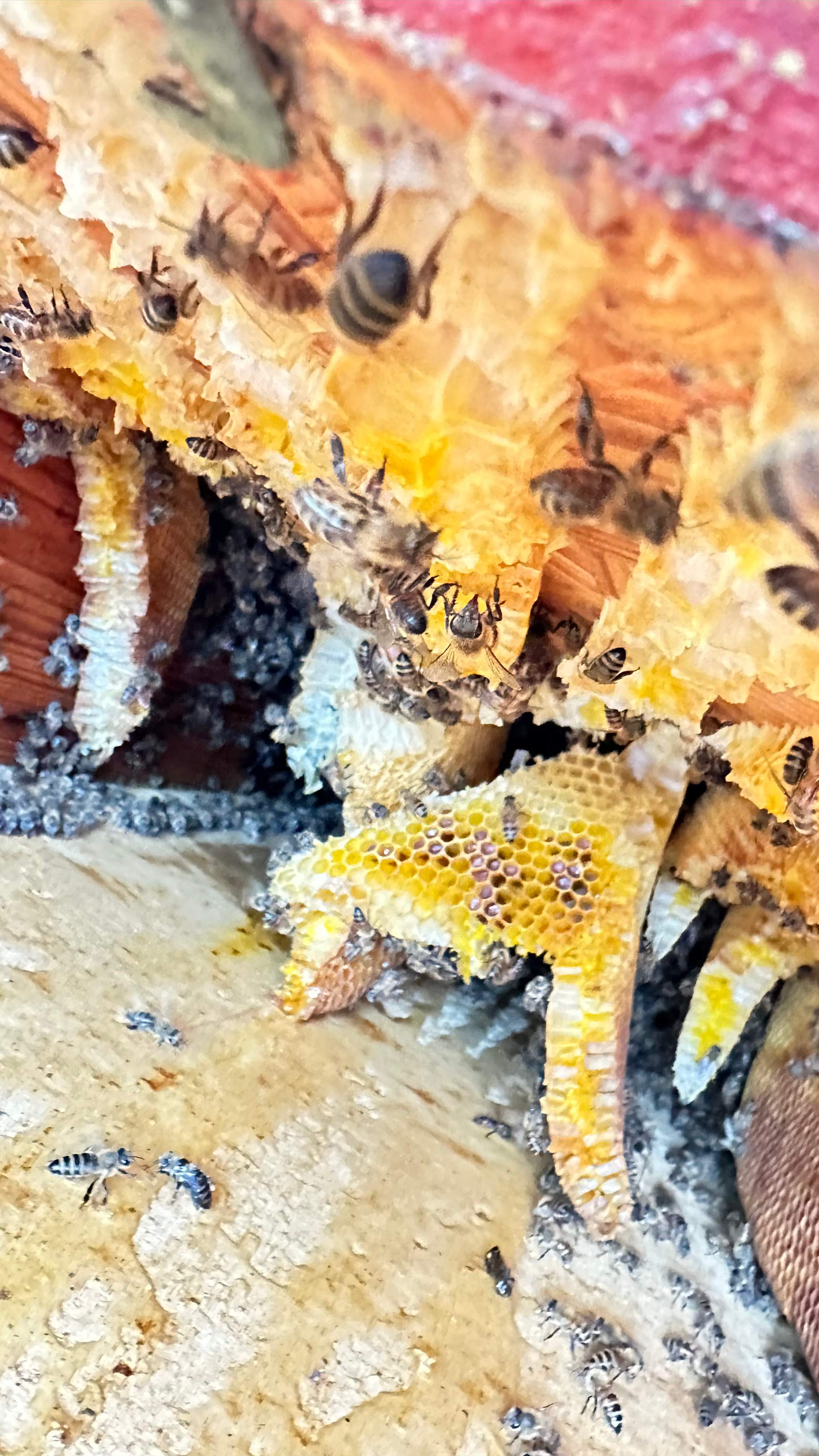 Under Shingles by Rockwall Honey Bee Company