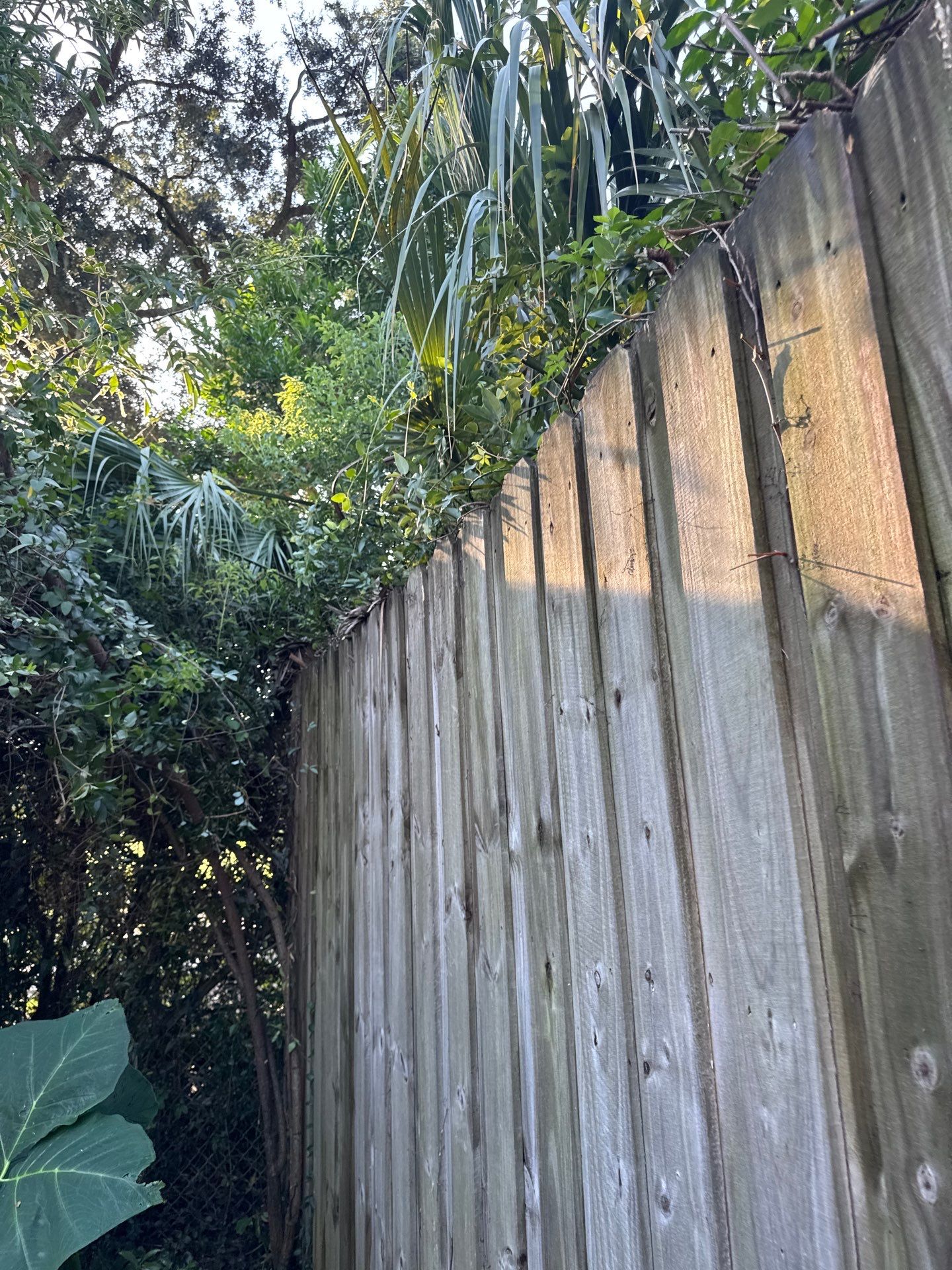 Residential | Tree Trimming  by ProGreen Services