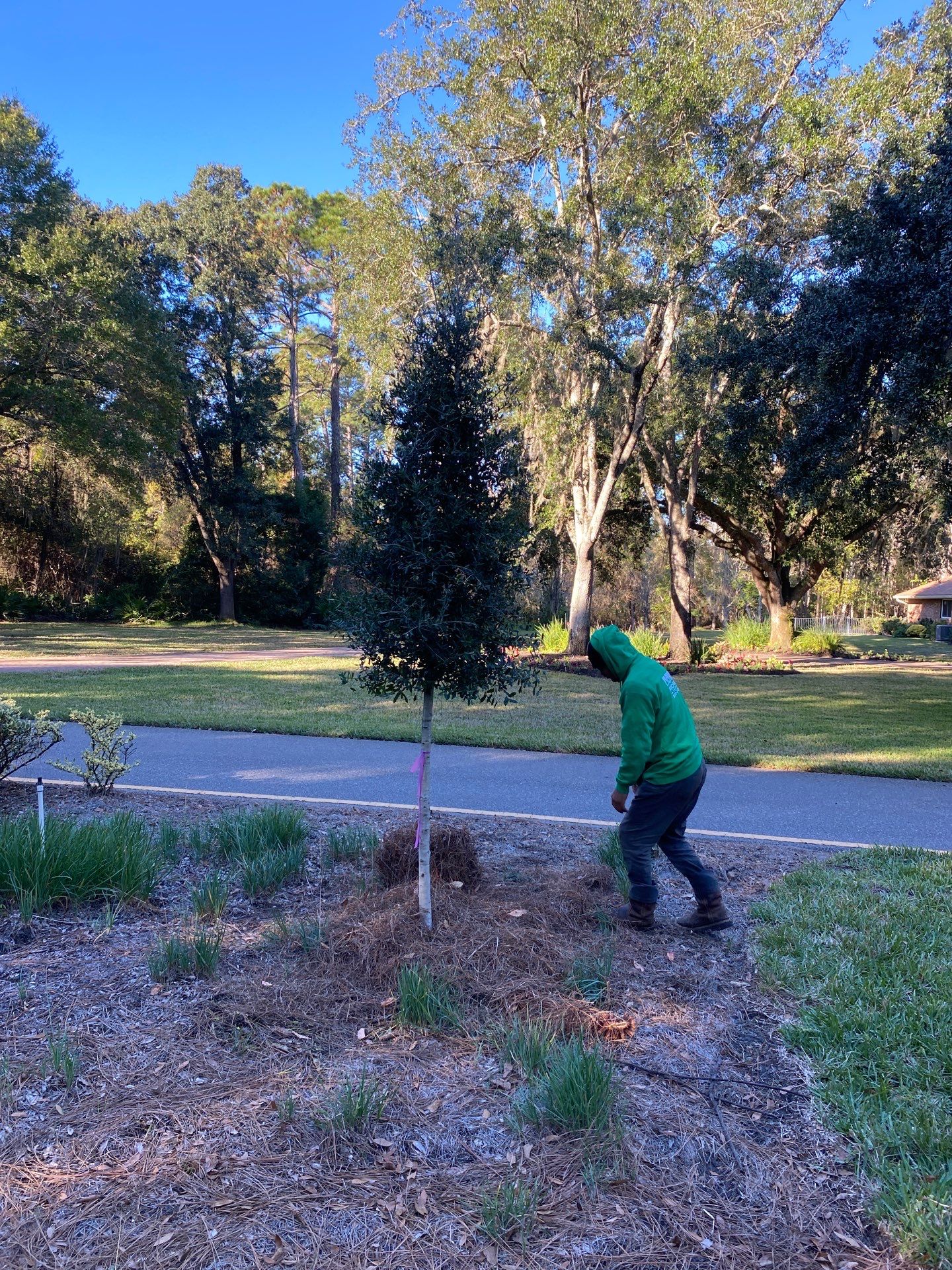 Deerwood Community | Oak Tree Replacement Project by ProGreen Services