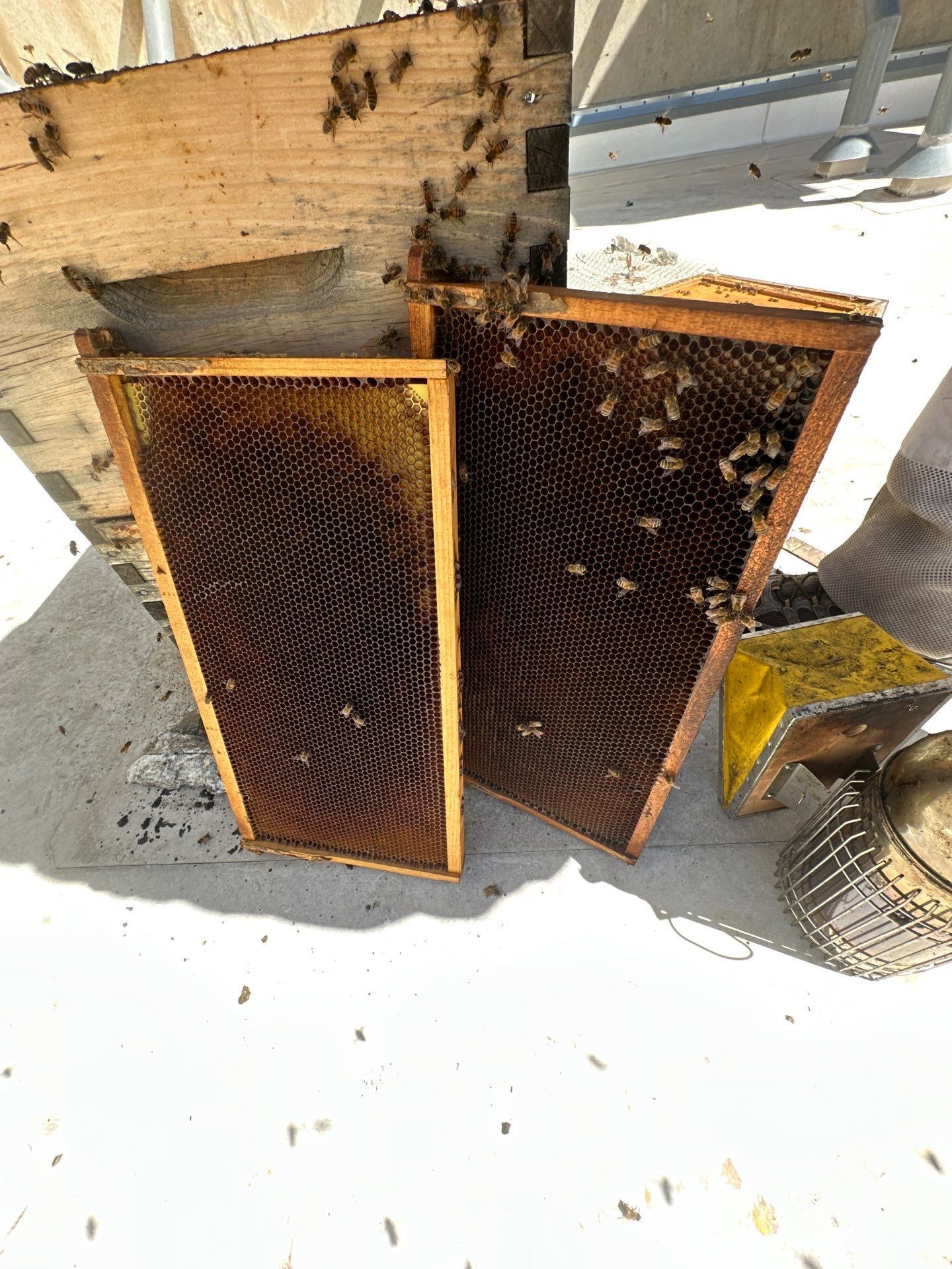 Anchovies on your Apiary by Rockwall Honey Bee Company