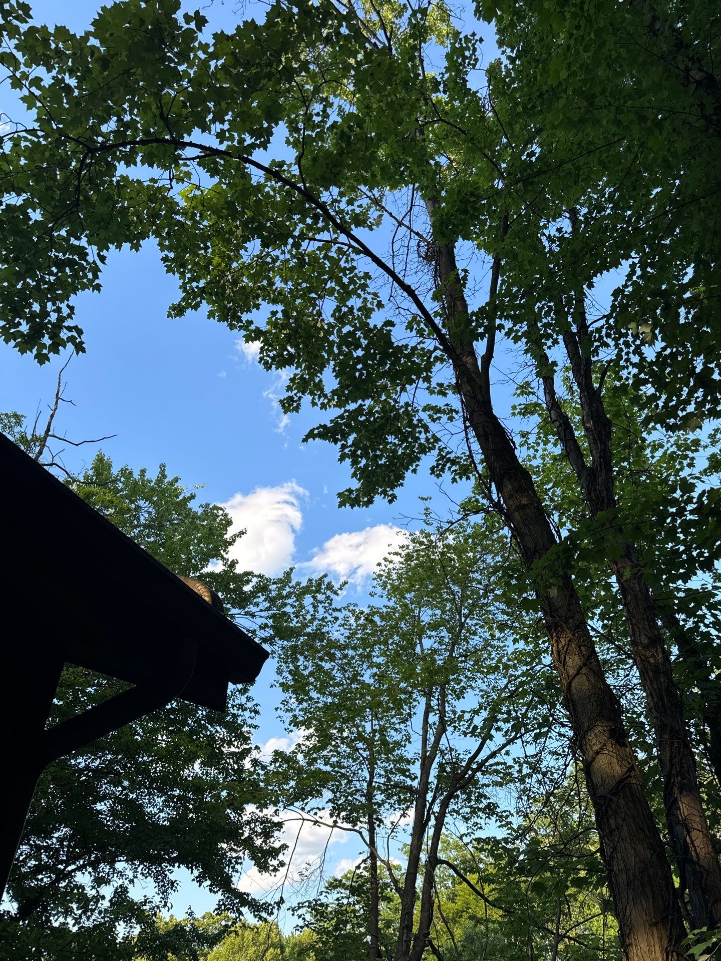 Tree Trimming using Tree Pruing by Mike Jones & Sons Tree Service LLC 