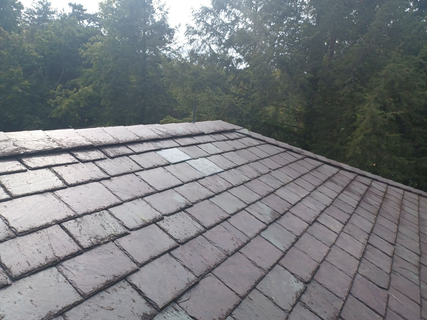 Frances Pantelides by Silver Leaf Contracting 