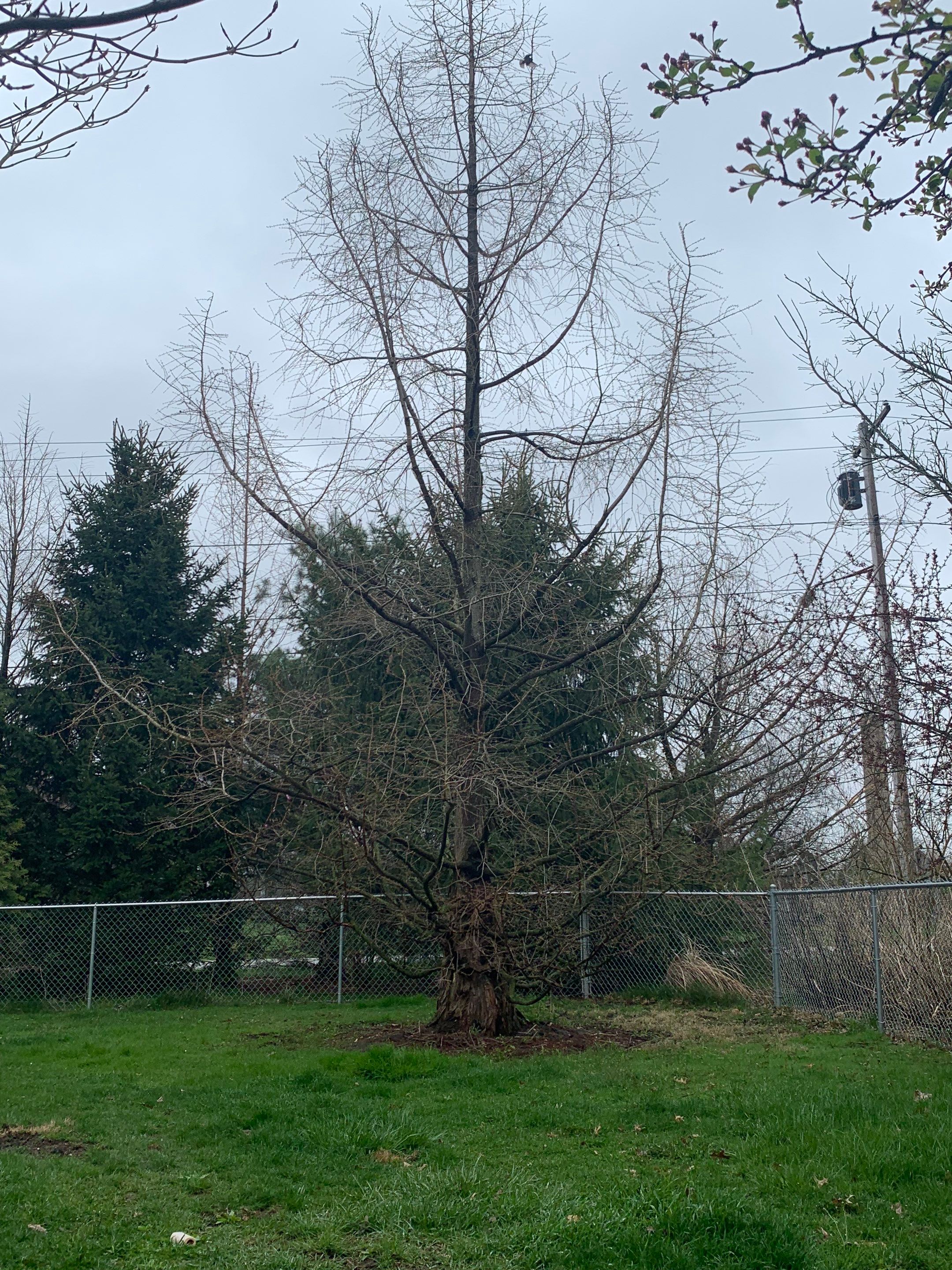 Tree Removal using Tree Removal by Mike Jones & Sons Tree Service LLC 