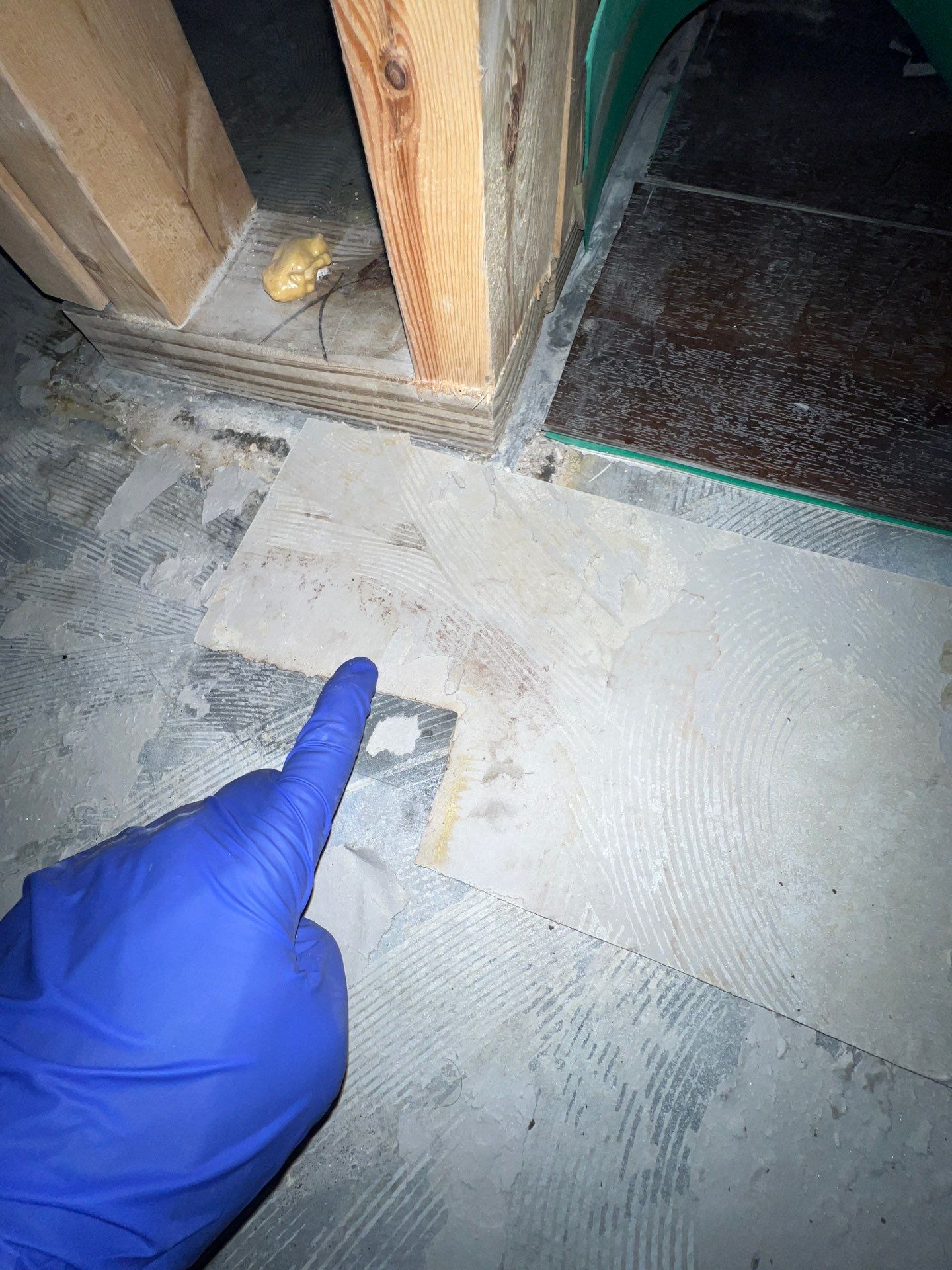 Stansell - water and mold photos  by THE RAPID TEAM
