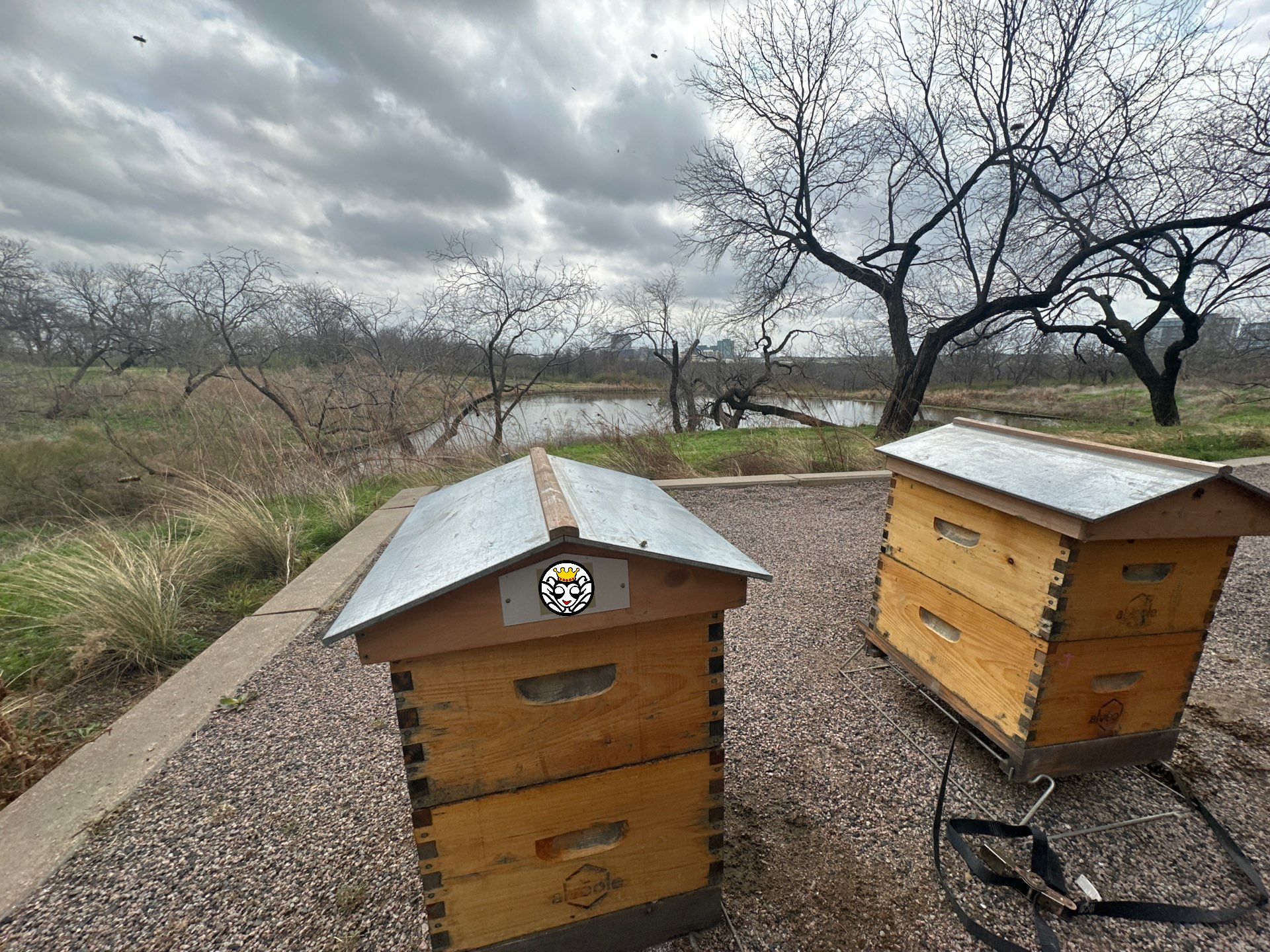 Offices in Irving with Bountiful Honey Bees by Rockwall Honey Bee Company