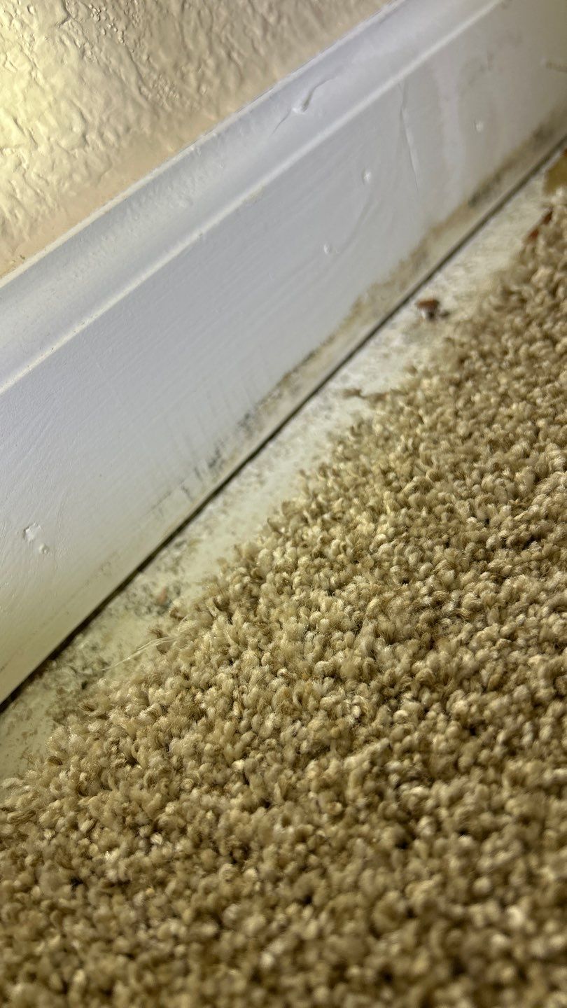 Mold Damage Project in Lakewood by Accountable Home Services